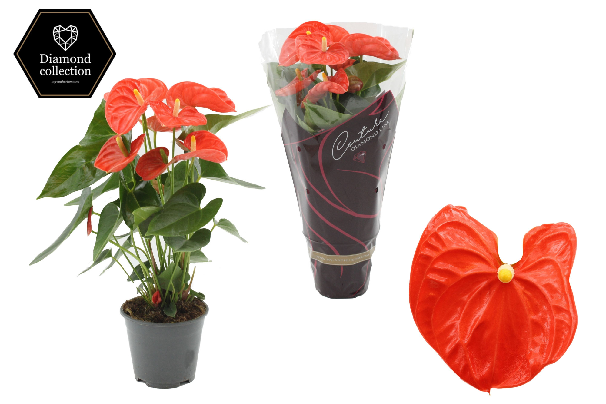 Anthurium 14 cm Sierra Orange in Couture Diamond Line Purple sleeve, D 14 cm
