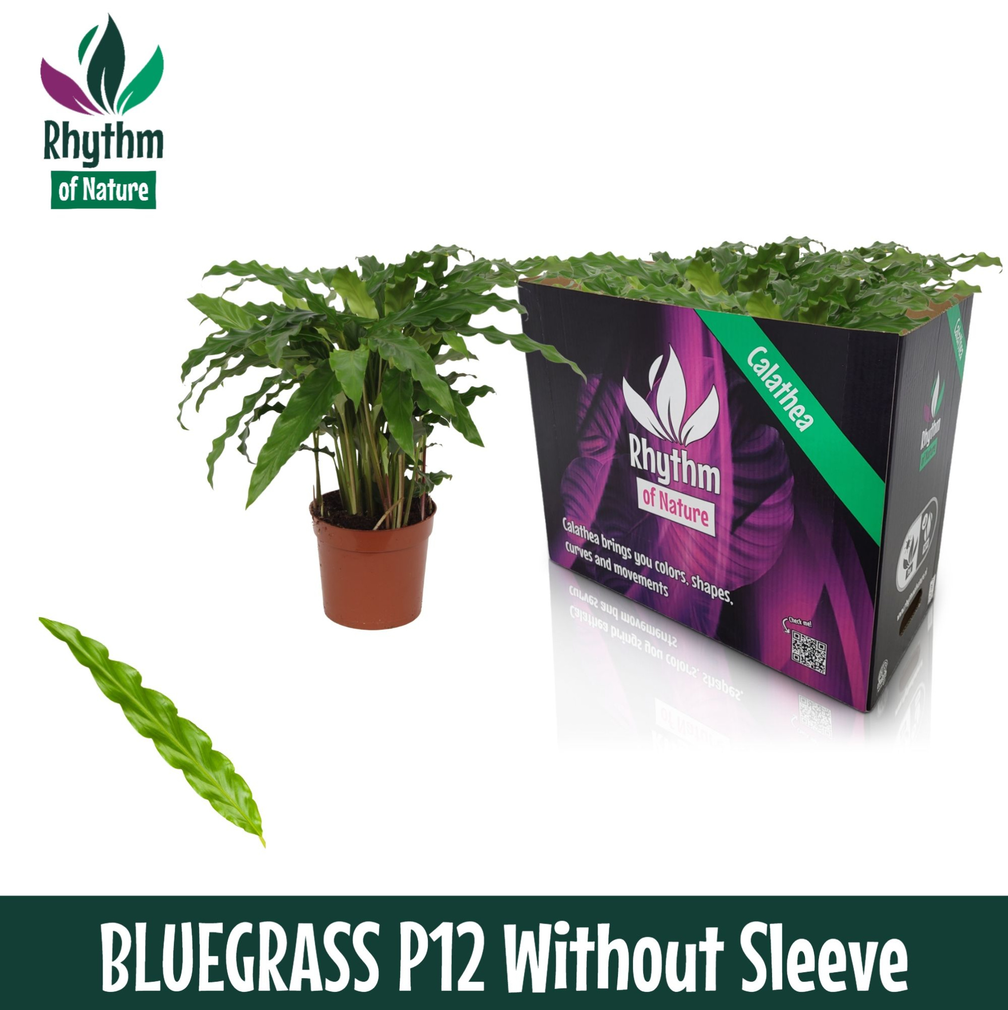 Calathea 12cm Bluegrass Rhythm of Nature zonder hoes, D 12 cm