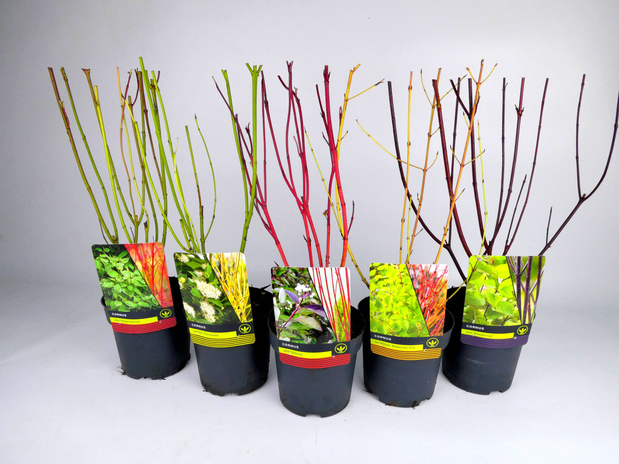 Cornus Mixlaag, D 14