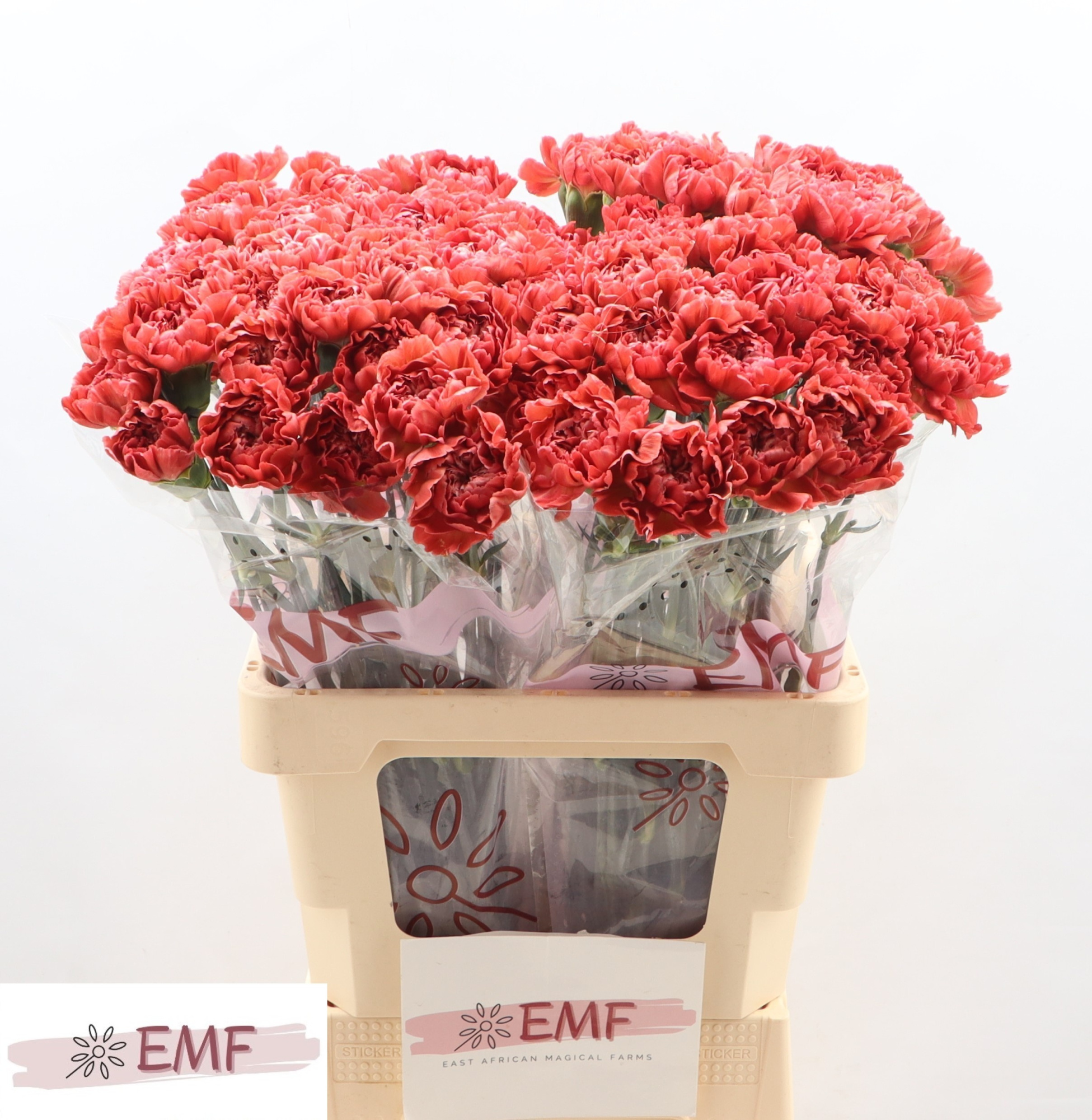 Диантус од. Мисс Фабулус, шт.