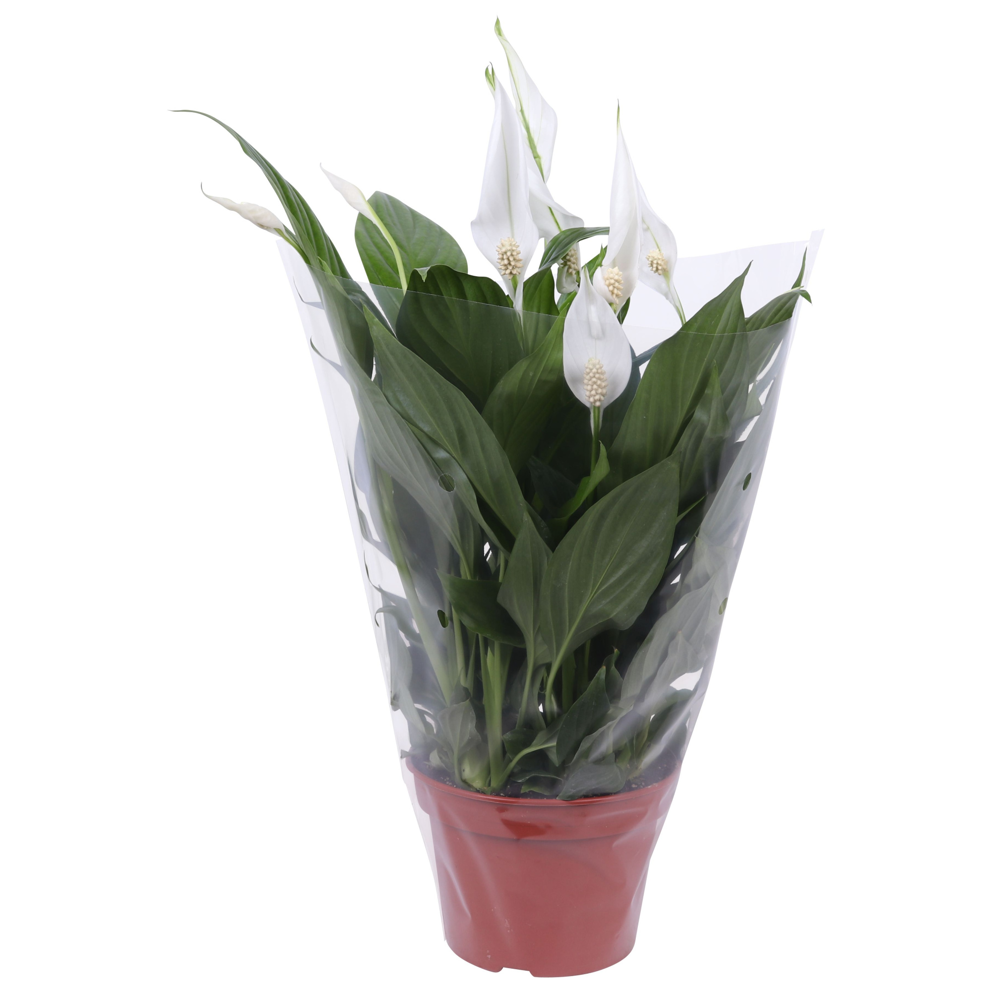 Spathiphyllum Pearl Cupido 15cm in blanco hoes, D 15 cm