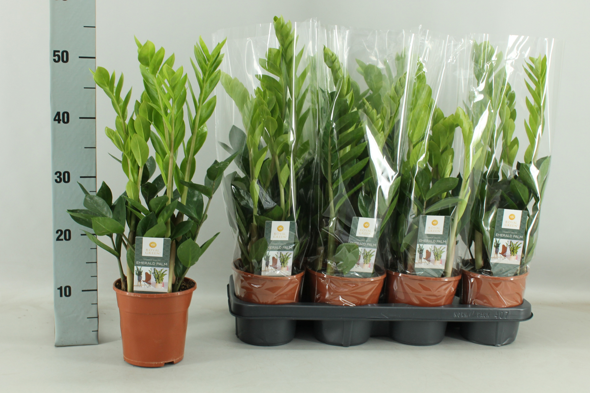 zamioculcas 14 cm, D 14