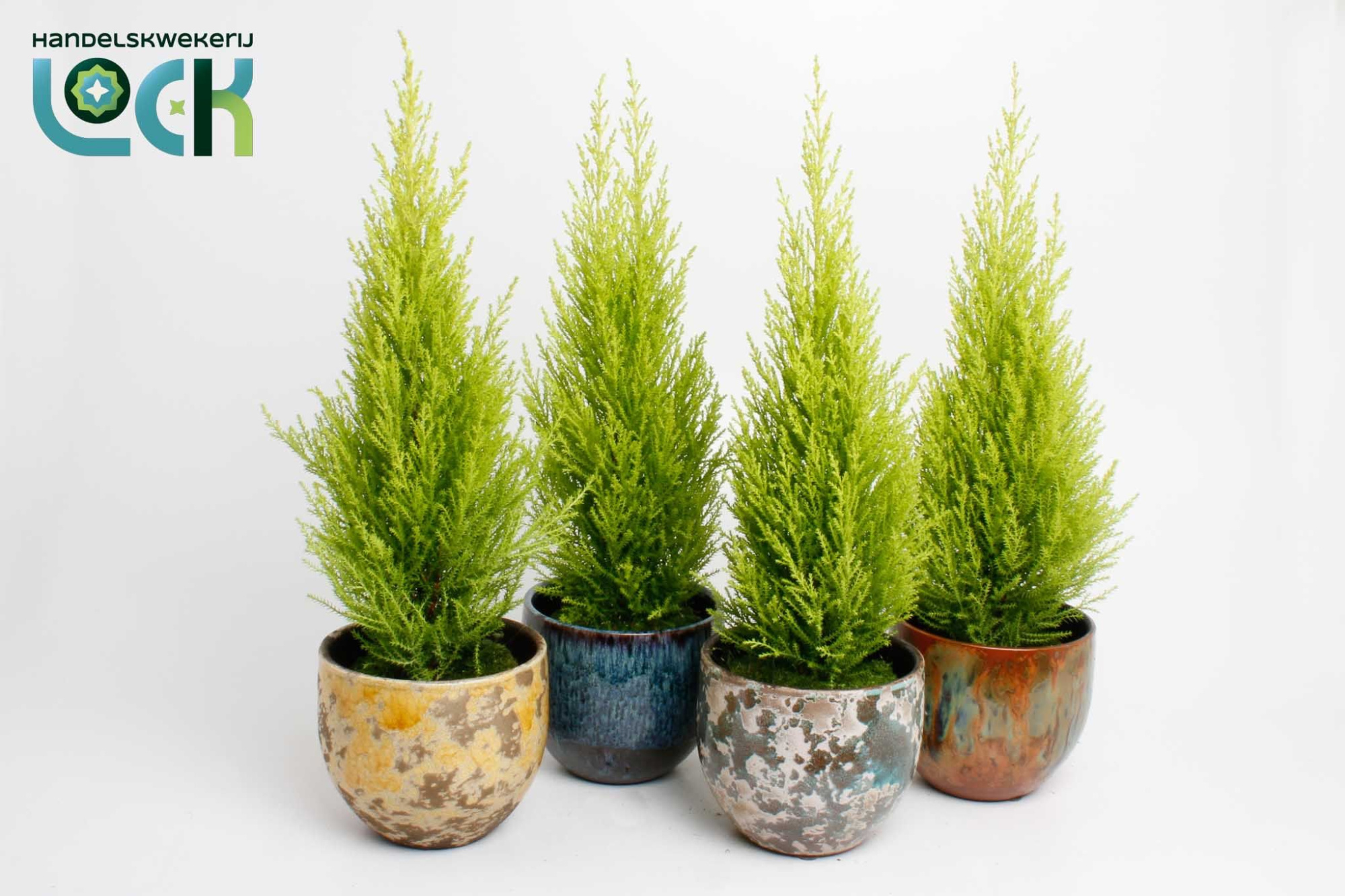 Cupressus Macrocarpa Wilma in Luuk mix, D 12