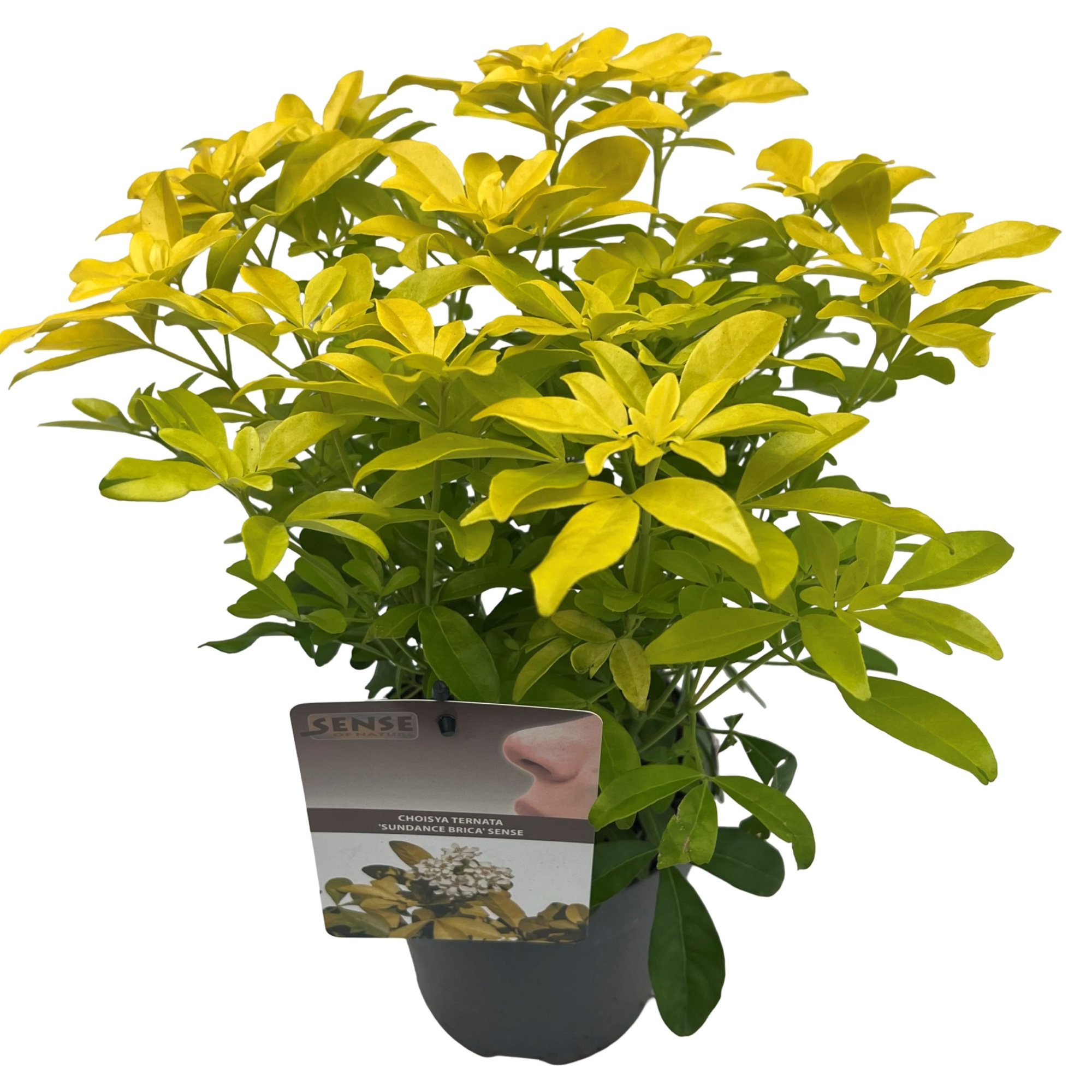 Choisya tern. 'Brica' sense, D 17 cm