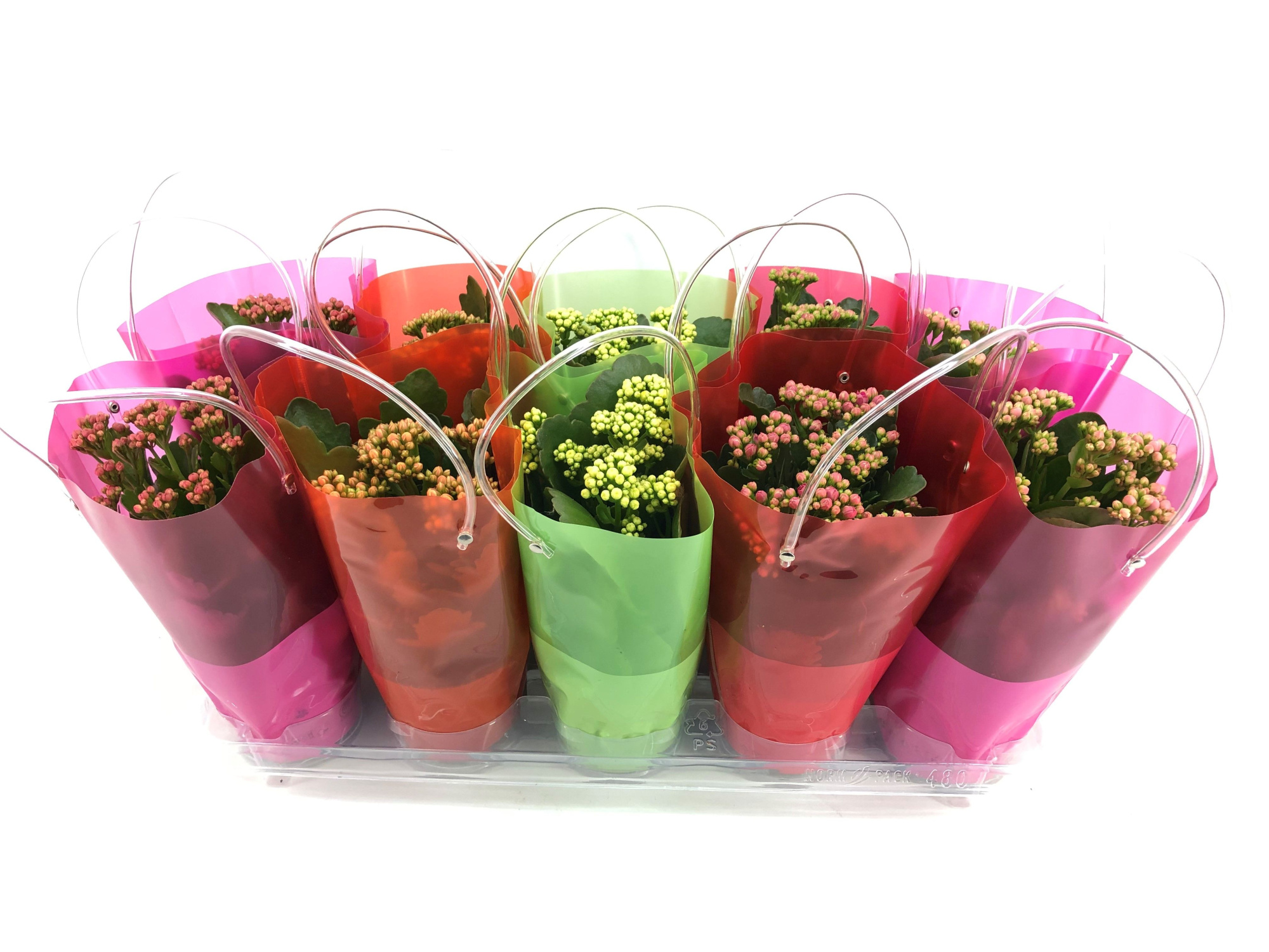 Calandiva 12 cm - Mix in Lola Tasje, D 13 cm