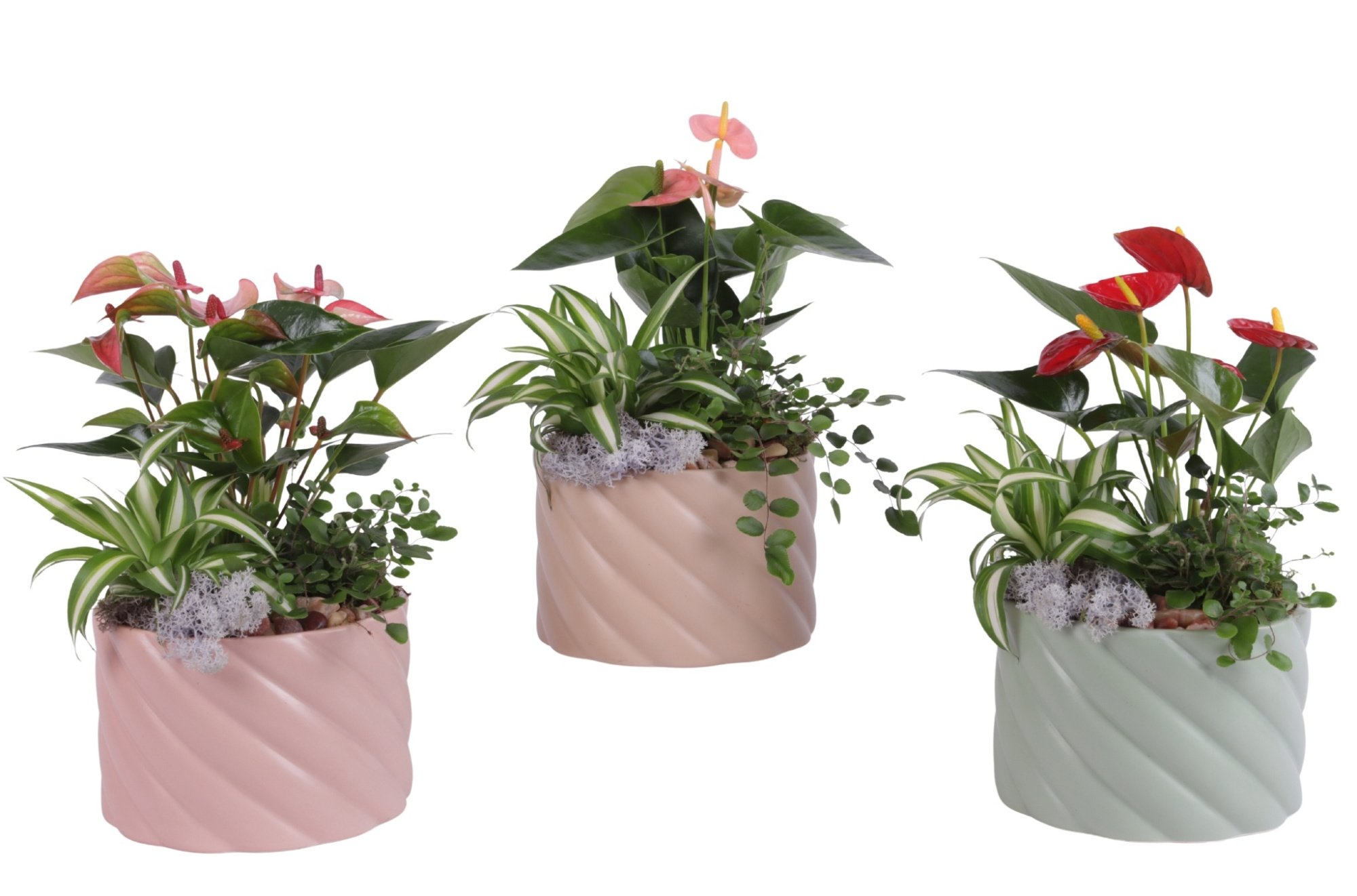 Yearround Arr. Indoor Ceramic Soft Elegance SE661 Ø17cm 3PP, D 17