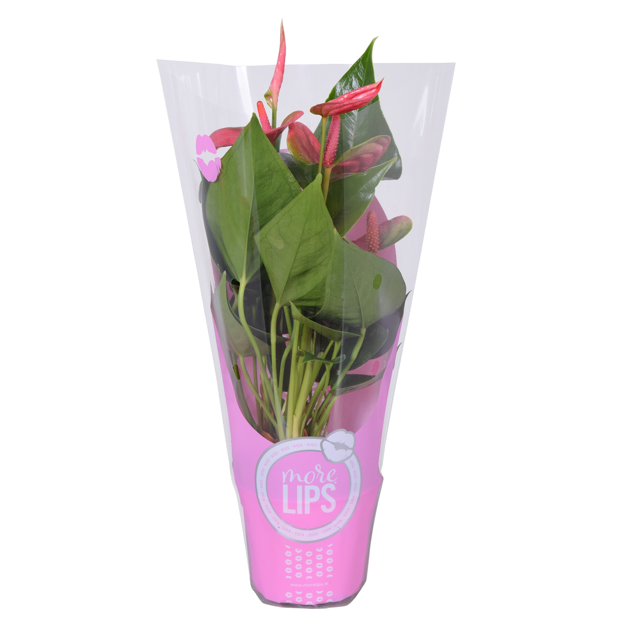 MoreLIPS® Anthurium Sweet Dream in ShowHoes, D 9 cm