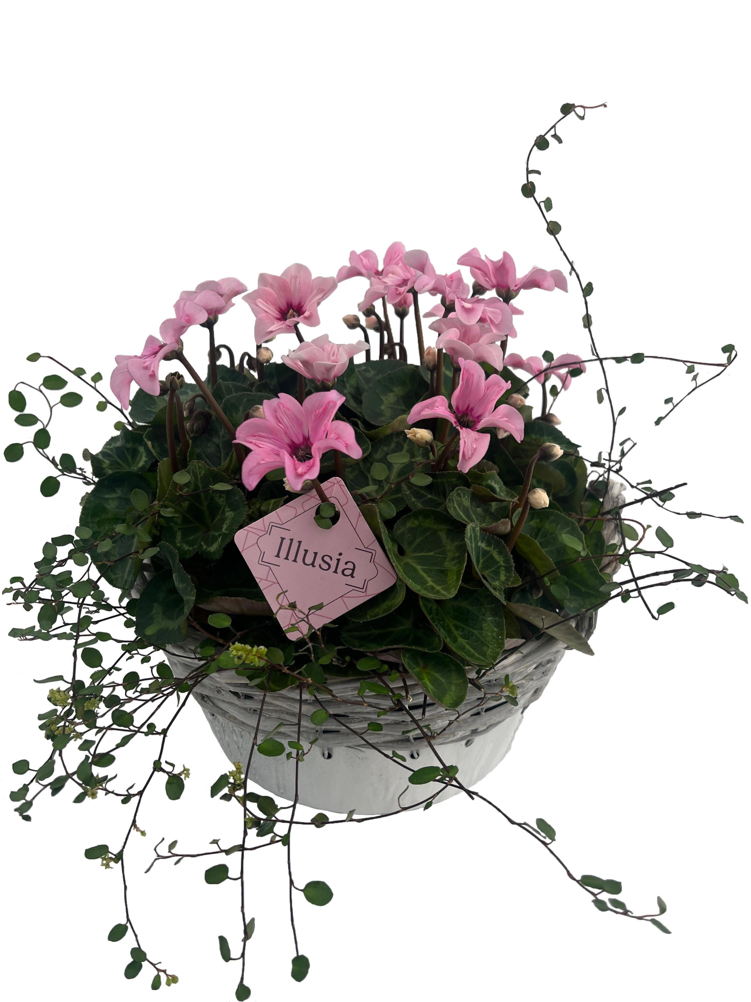 CYM501IL-9323 Cyclaam Illusia/Muehlenbeckia zink rattan rond, D 24 cm
