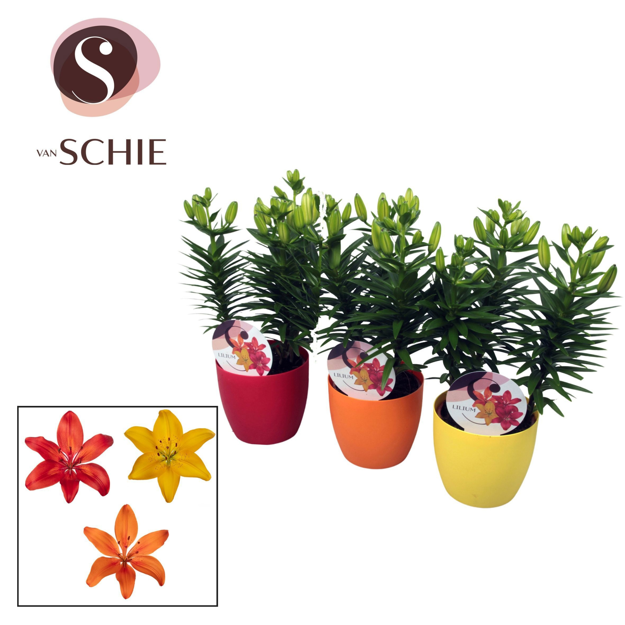 Aziaat Mix 13cm DECOPOT, D 14