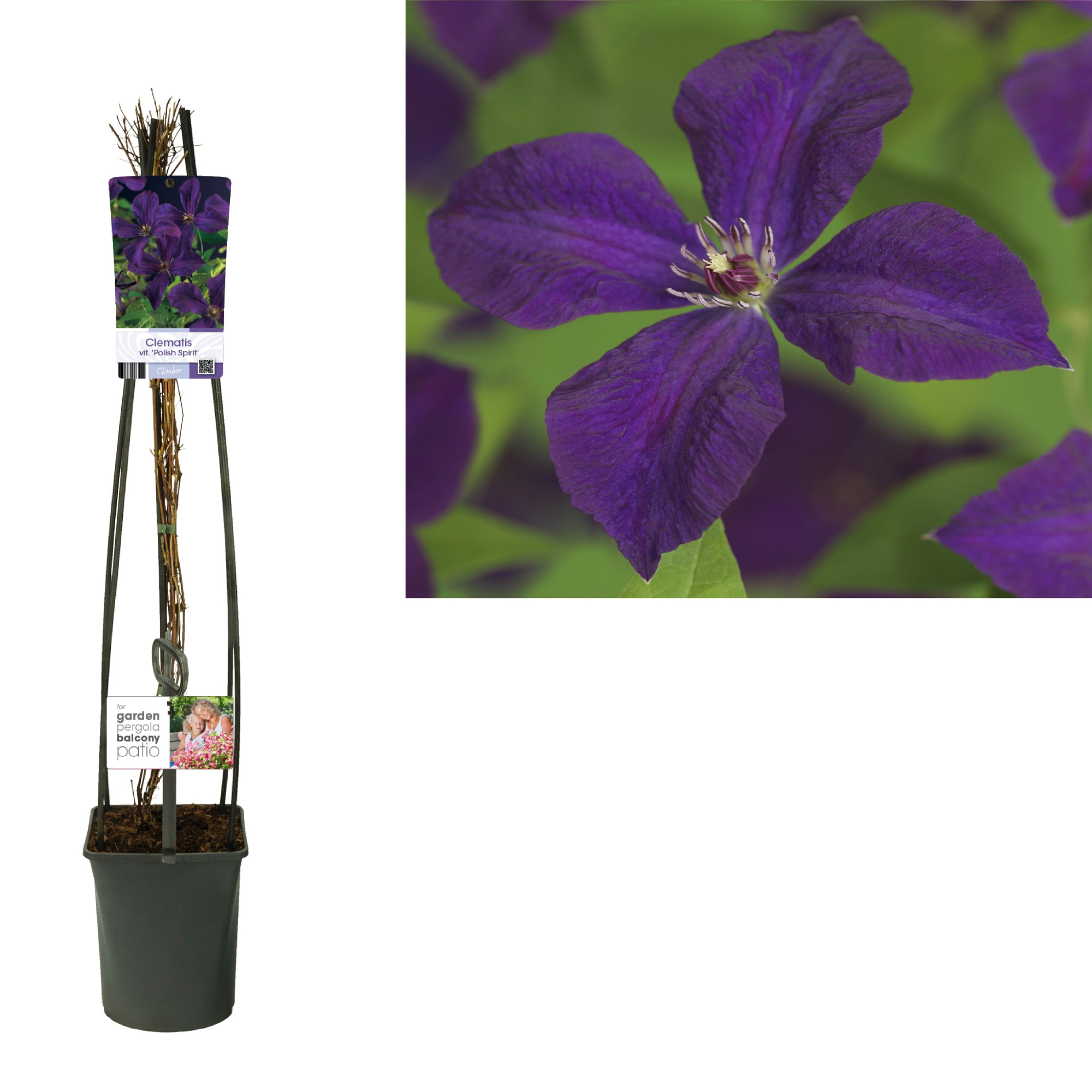 Clematis vit. 'Polish Spirit' +light label, D 23 cm