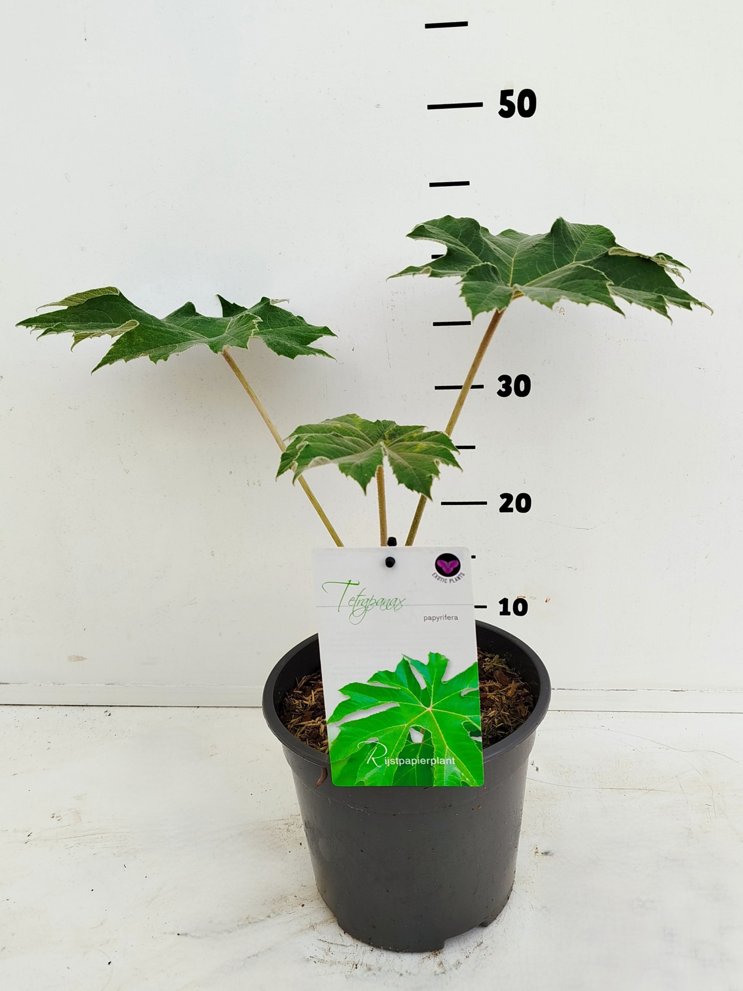 Tetrapanax papyrifera, D 19