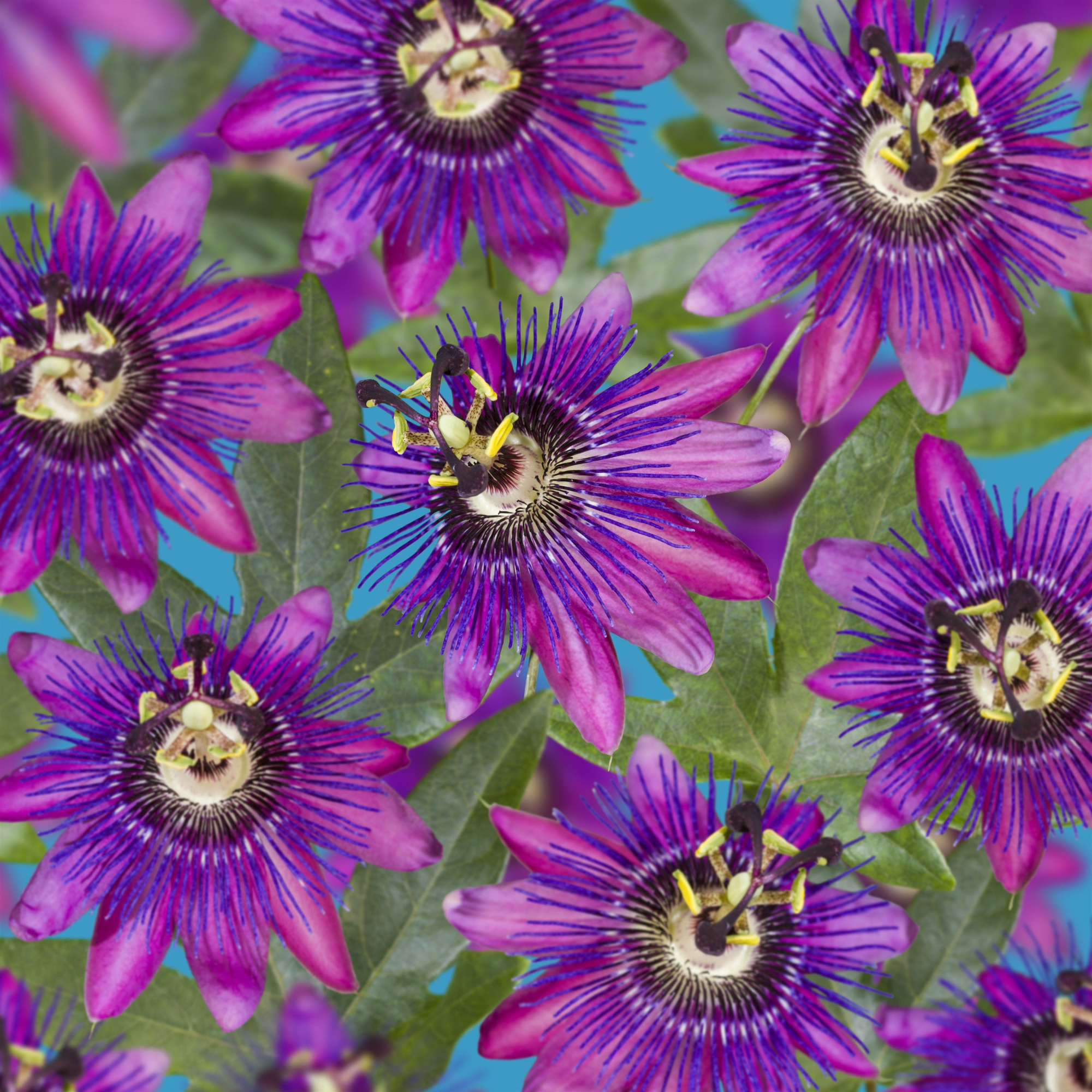 FleuraTerrazza W320 Passiflora Beervelde +label, D 19