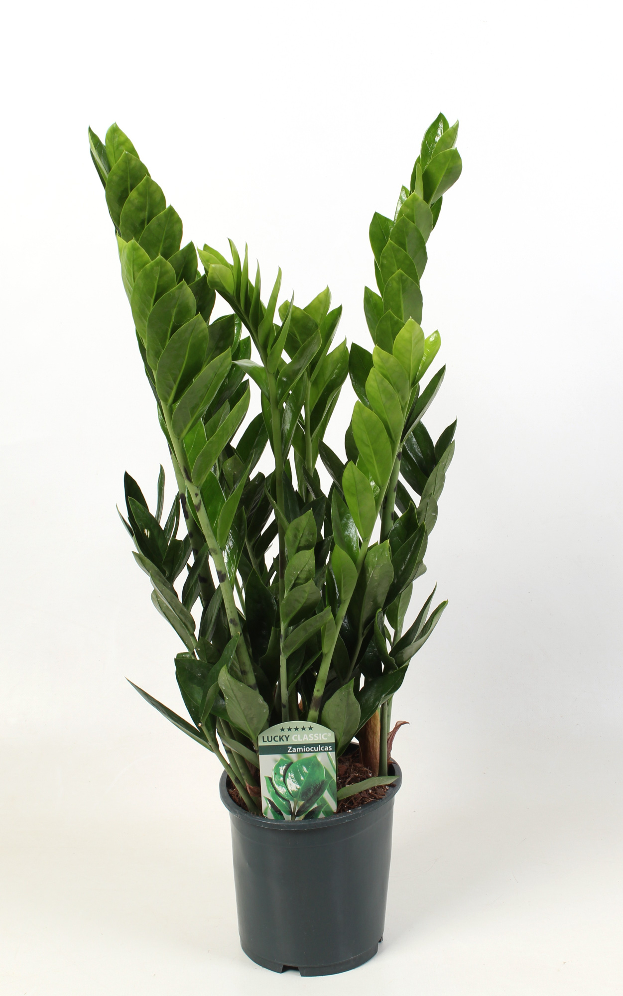 Zamioculcas Lucky Classic 7+ veren, D 17 cm