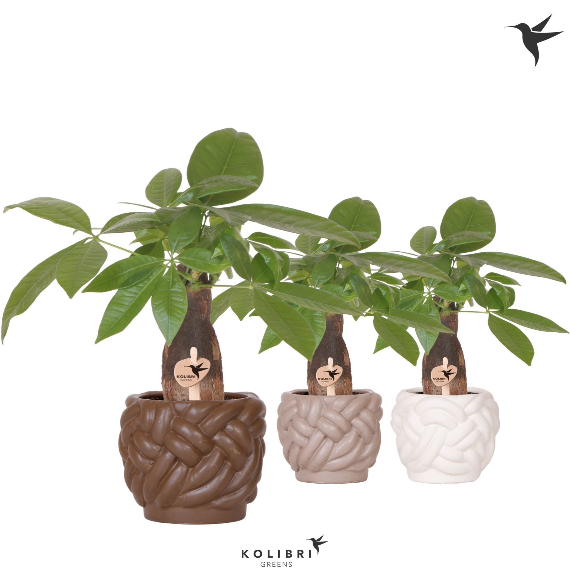 Kolibri Greens Pachira in Rope pot mix, D 9 cm
