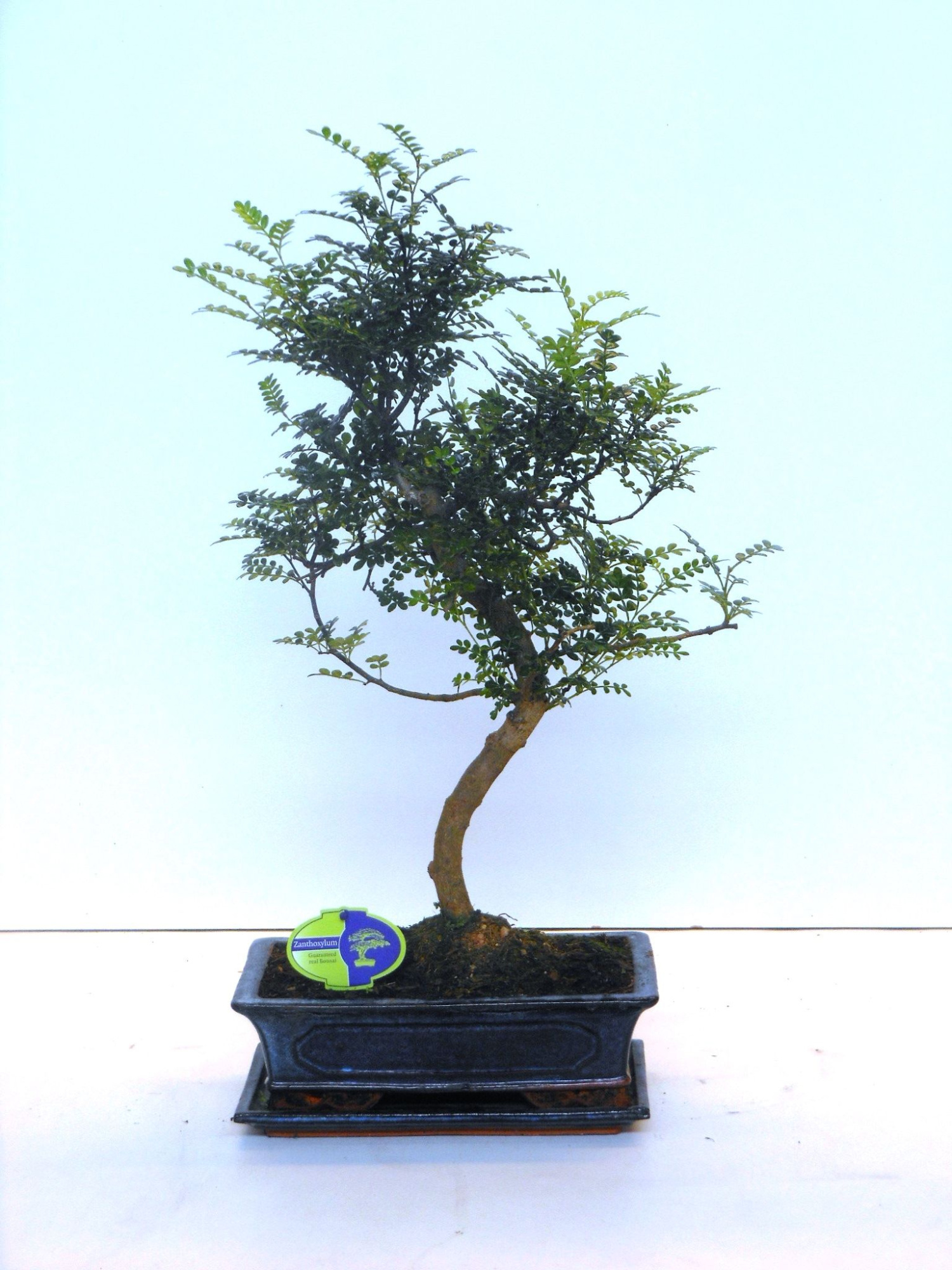 Zanthoxylum piperitum, 30cm., shape, with dip tray, D 30