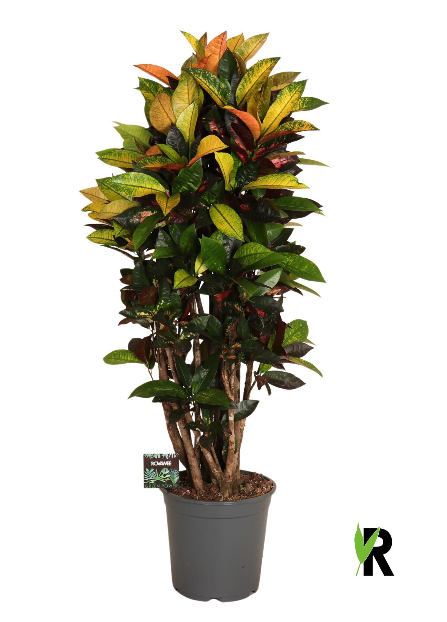 Codiaeum var. Mrs. Iceton vertakt, D 24 cm