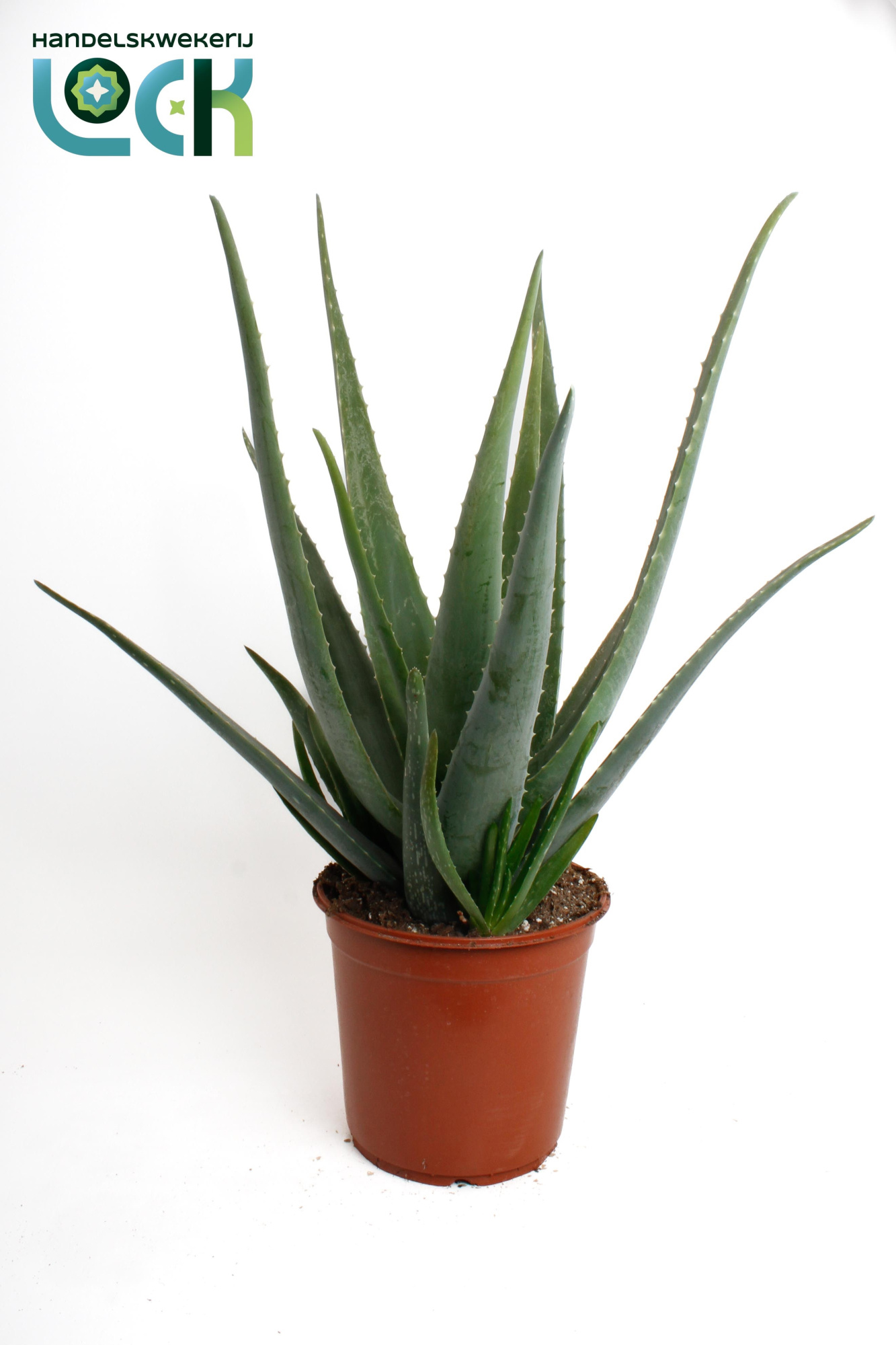 Aloe Vera, D 24
