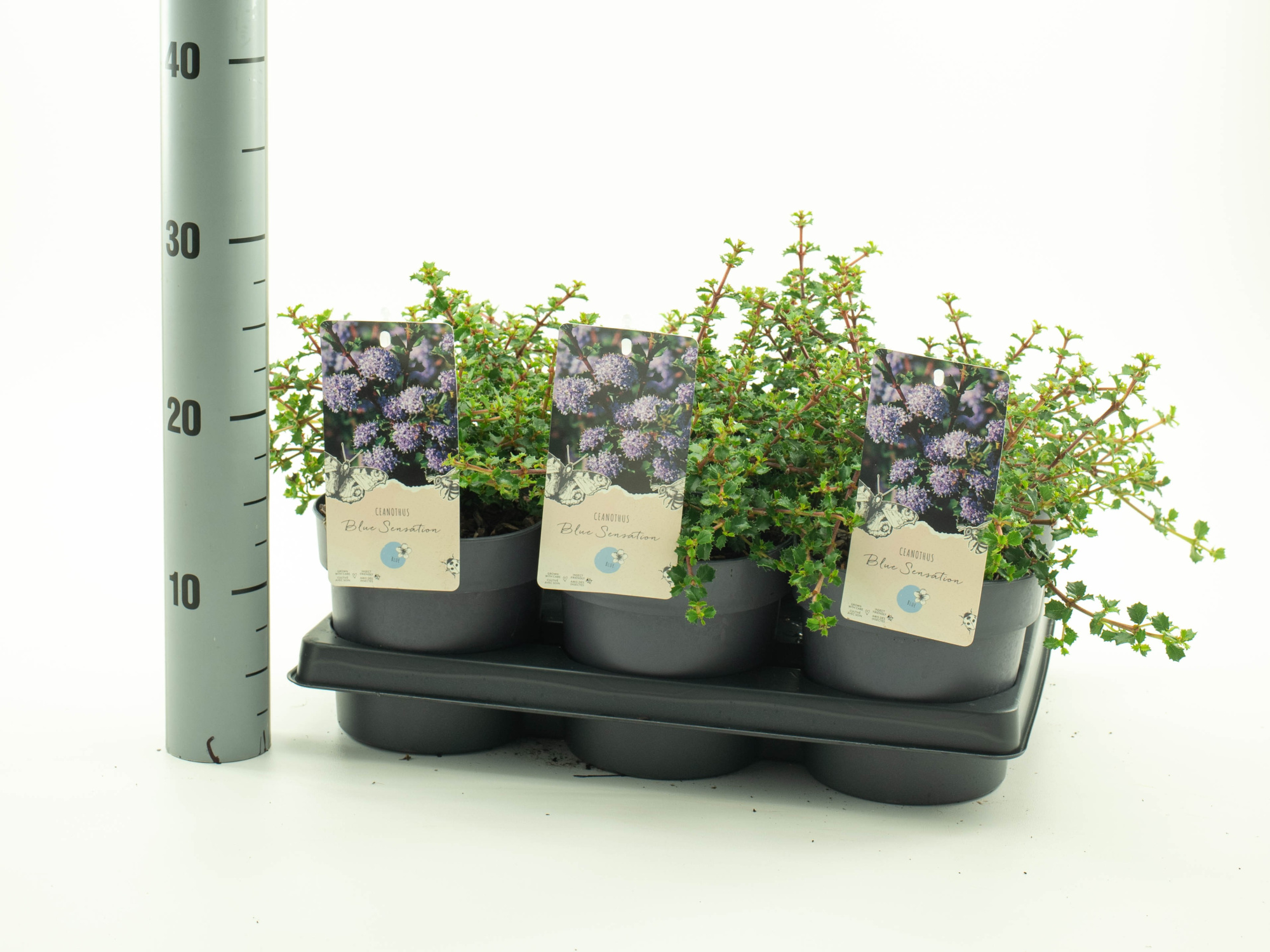 Ceanothus thys. 'Blue Sensation', D 15 cm