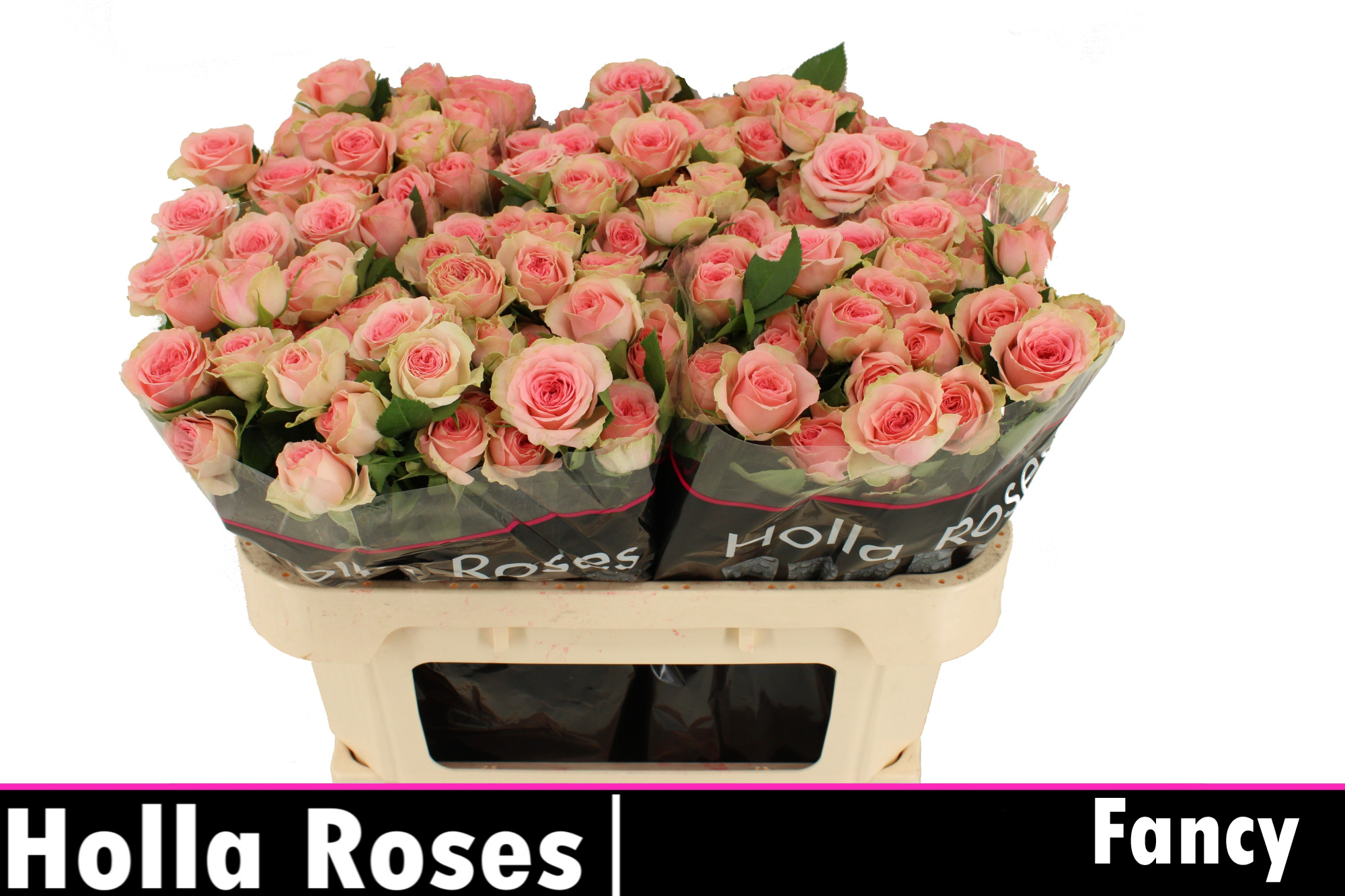 Роза куст. Фэнси 70, шт.