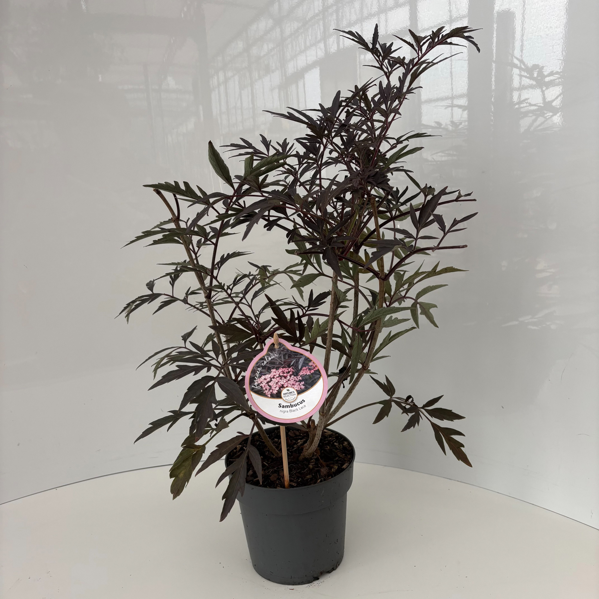 Sambucus nigra Black Lace, D 17 cm