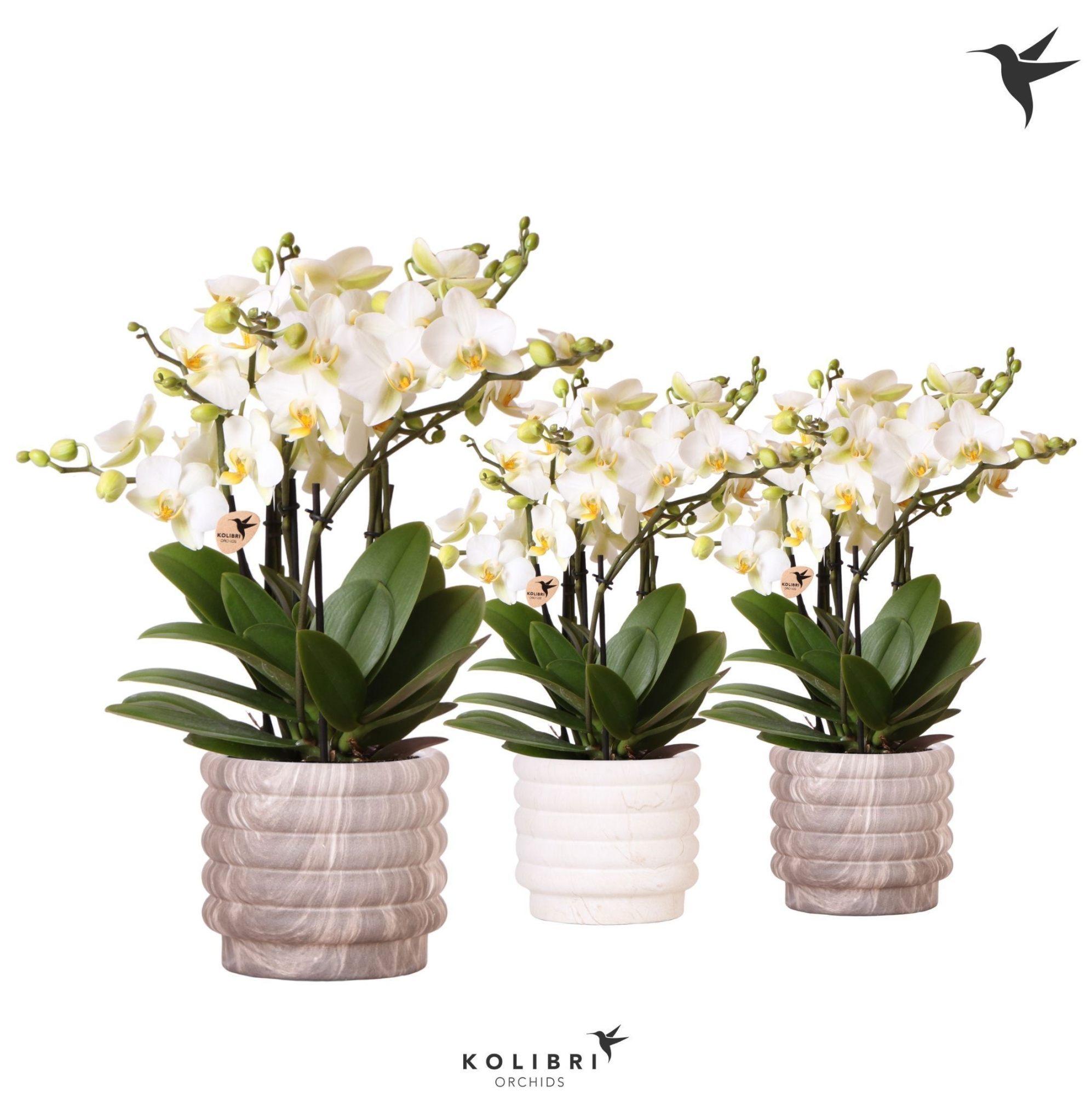 Kolibri Orchids Phalaenopsis Lausanne 6spike in Marble pot mix, D 12 cm