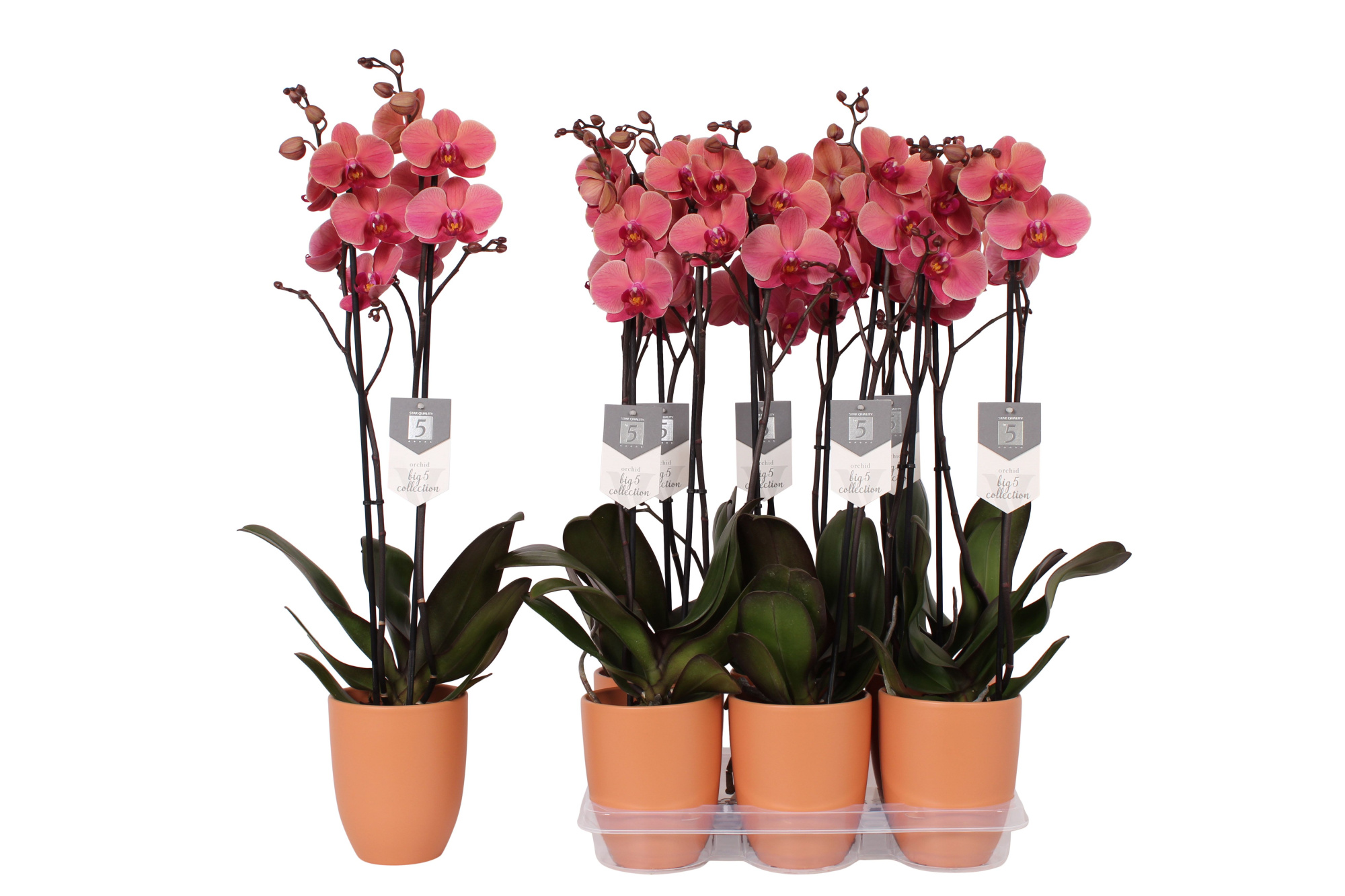 Phalaenopsis Narbonne, 2-spike Orange Ceramics, D 12 cm