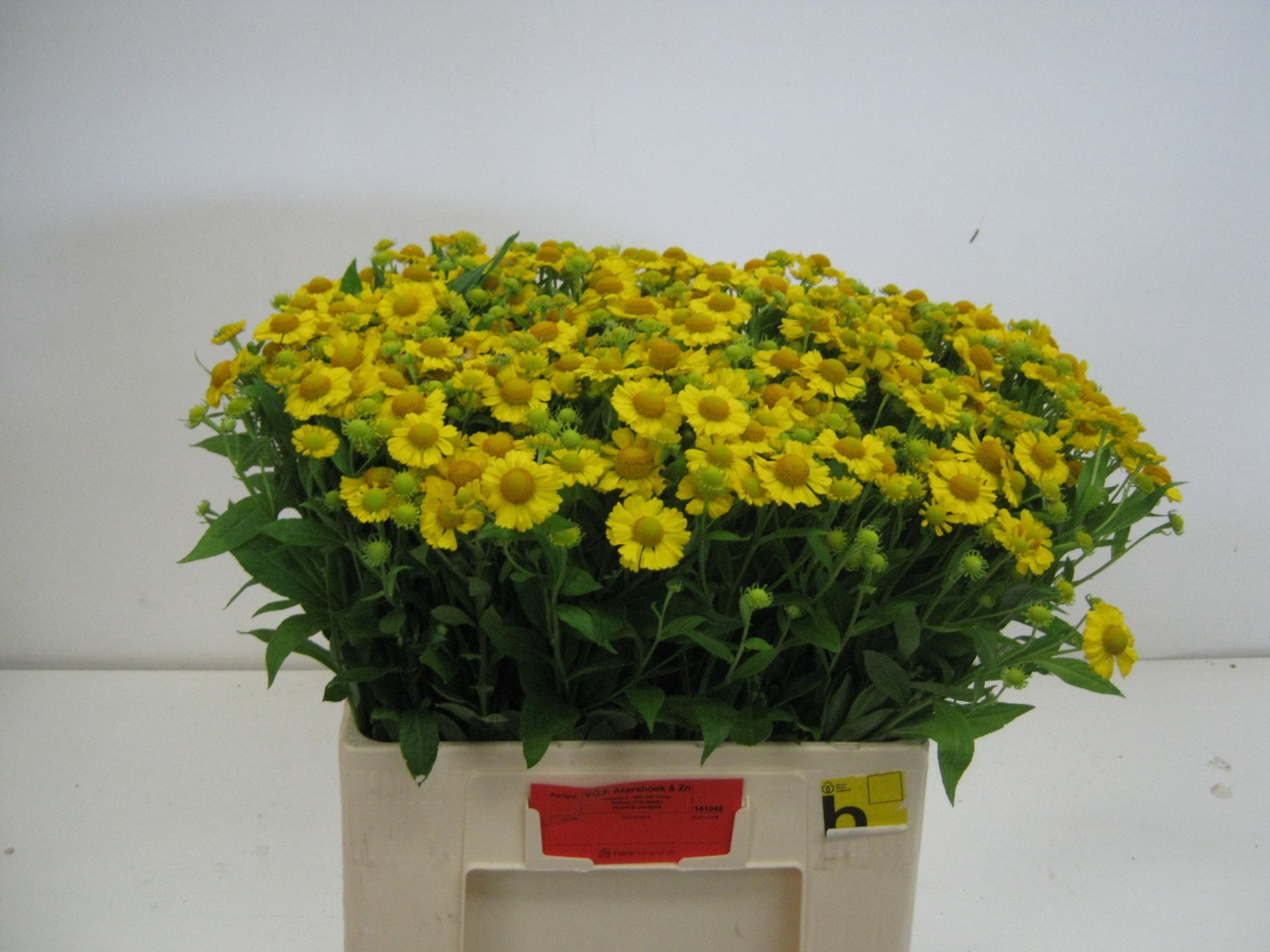 Хелениум Канария 55, шт.