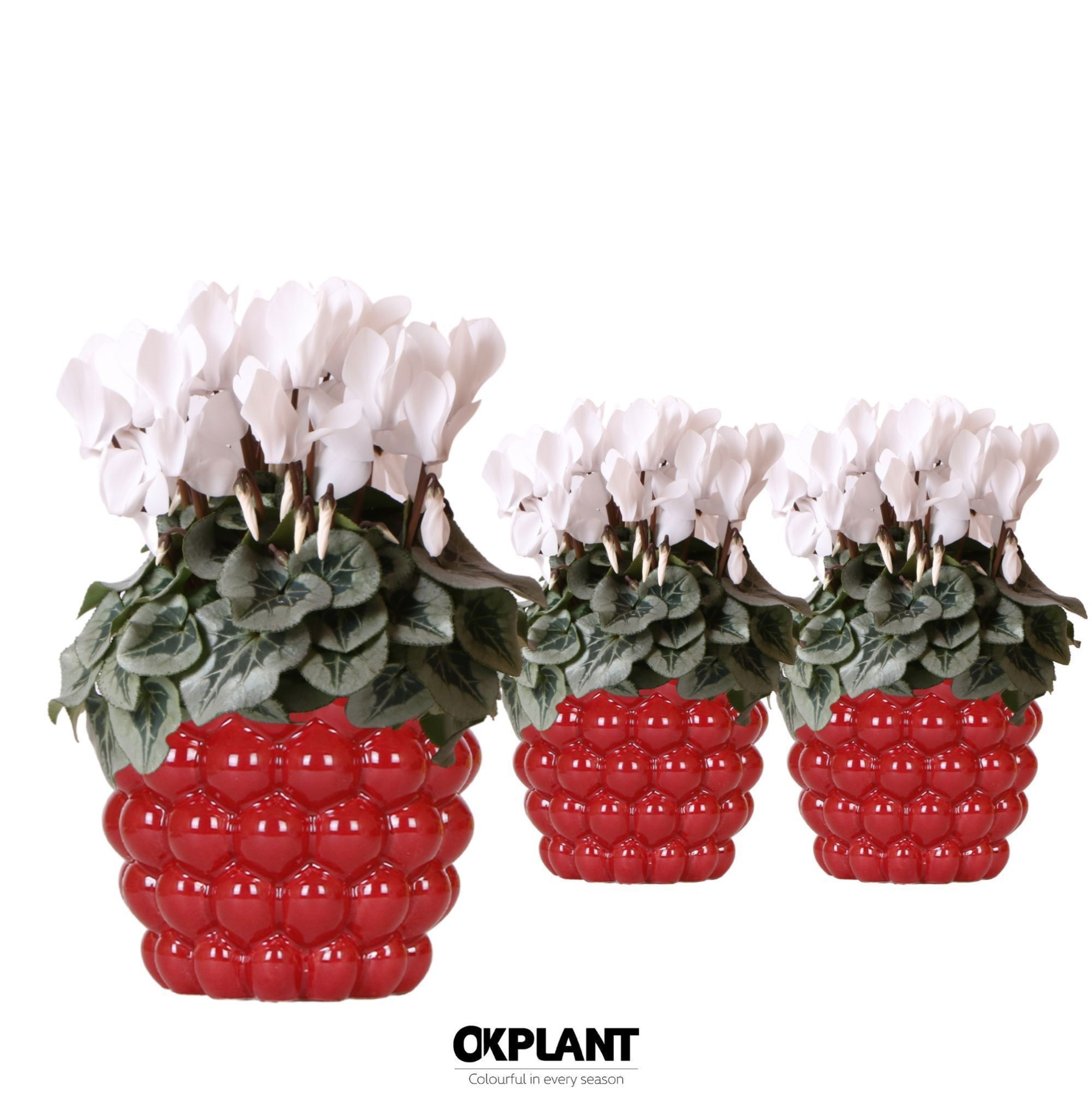 Cyclamen Rembrandt white in Berry pot, D 12 cm