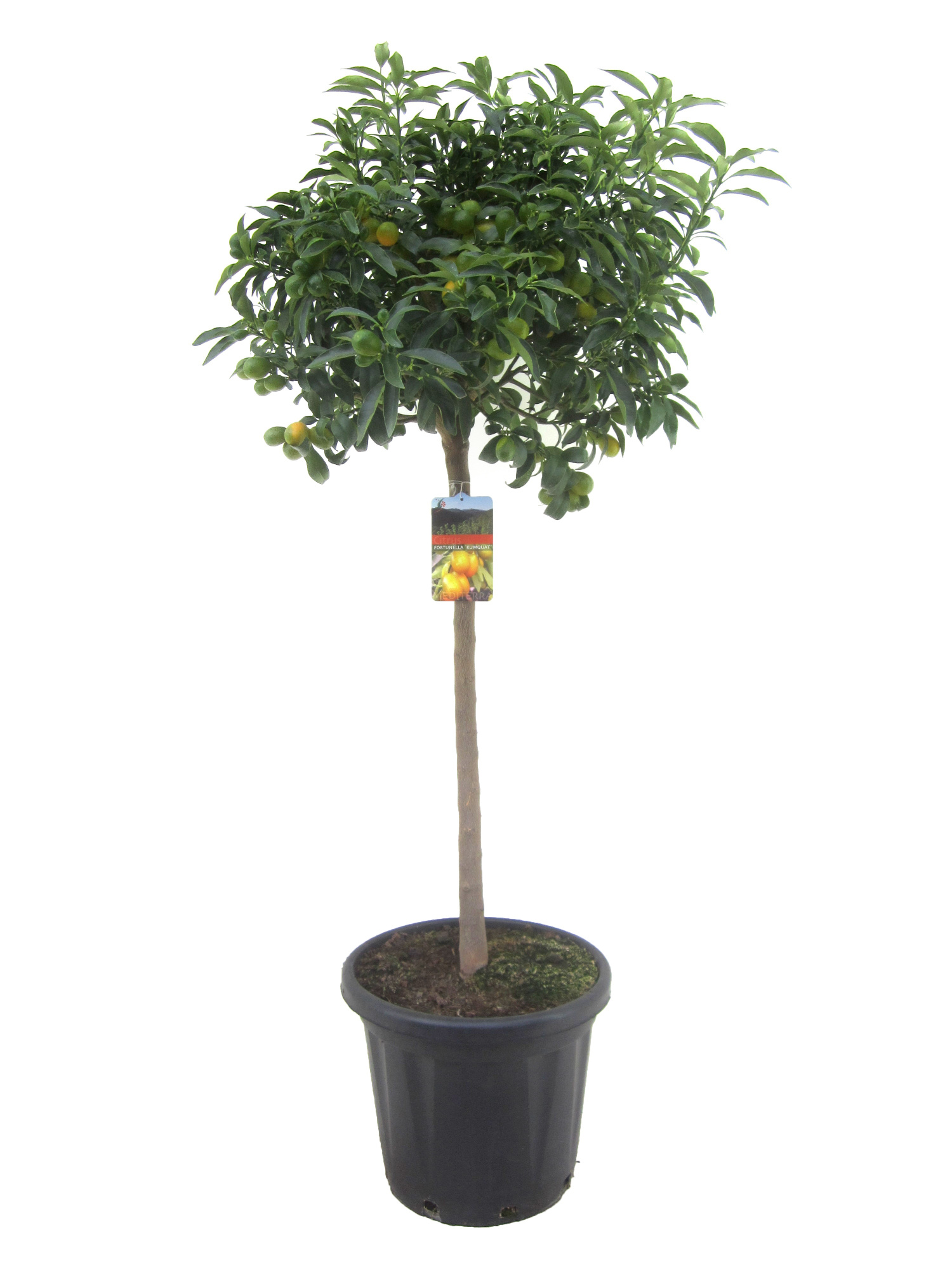 Citrus kumquat, D 40 cm