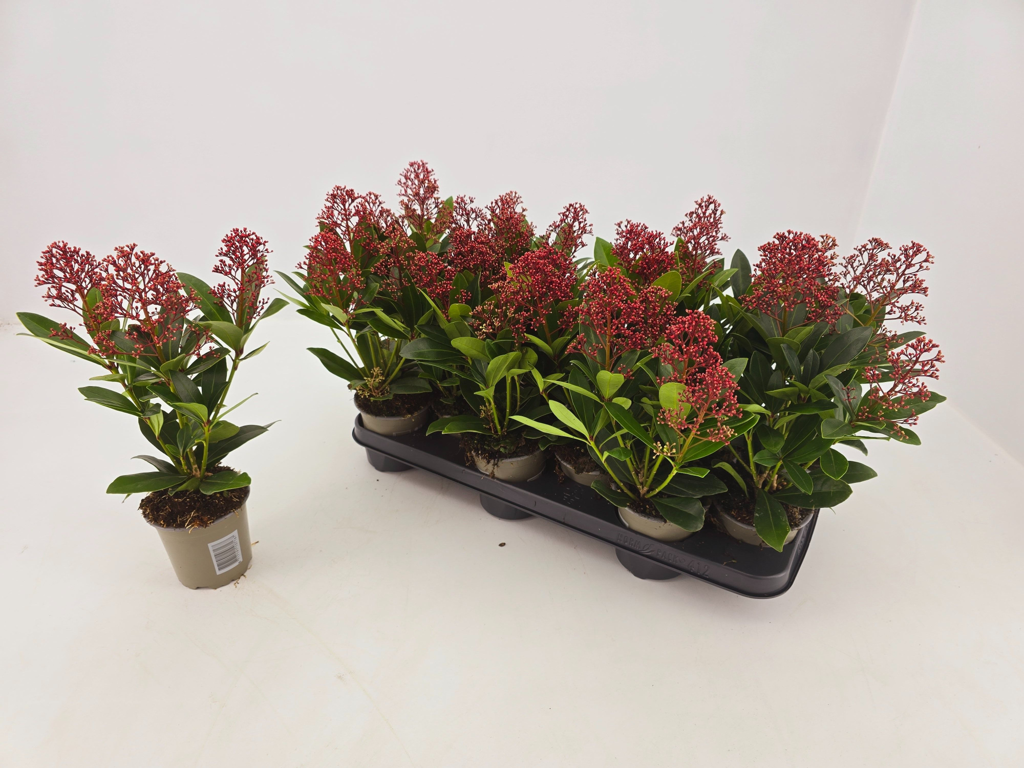 Skimmia jap. Rubella p10,5 3 bloem, D 11 cm