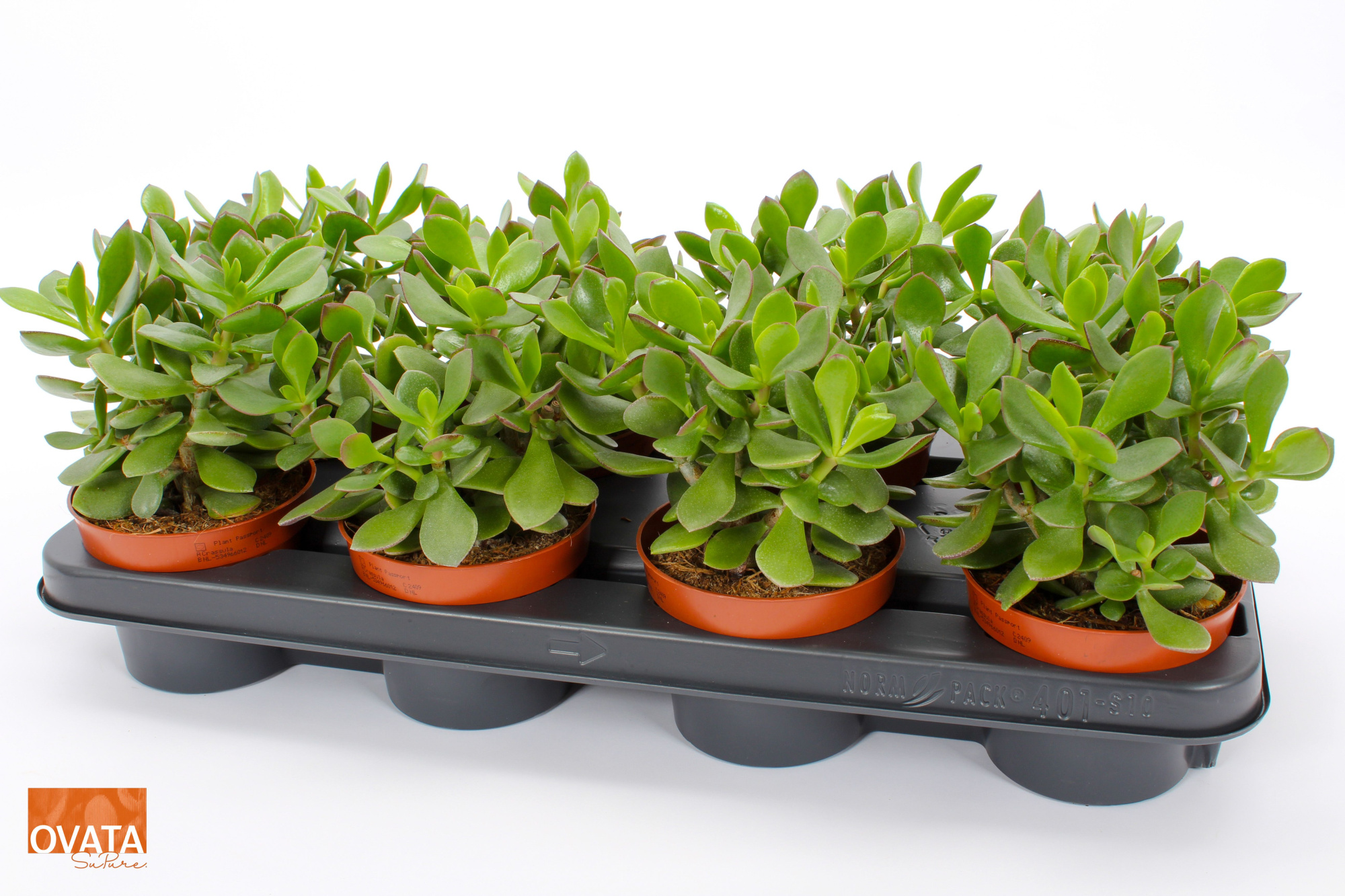 Crassula minova magic 12 WOODS, D 12 cm