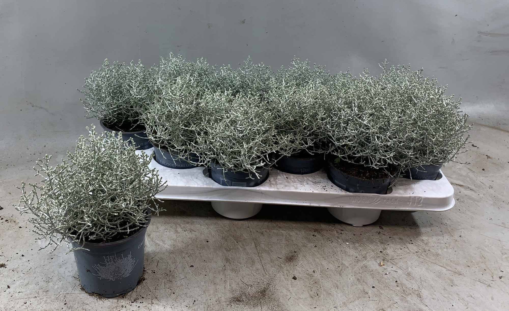 Leucophyta brownii, D 10,5 cm