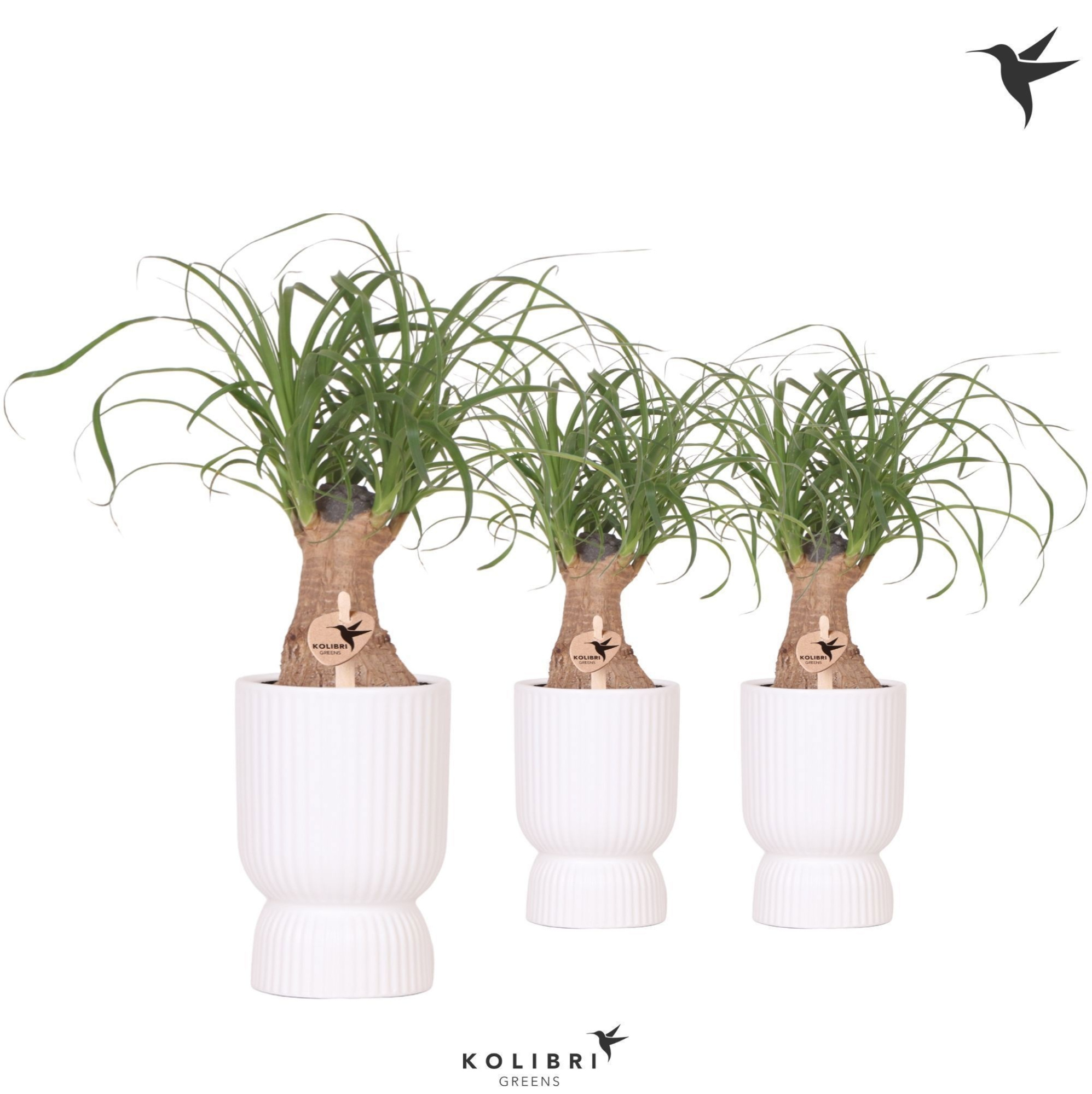 Kolibri Greens Beaucarnea in Diabolo pot white, D 9 cm