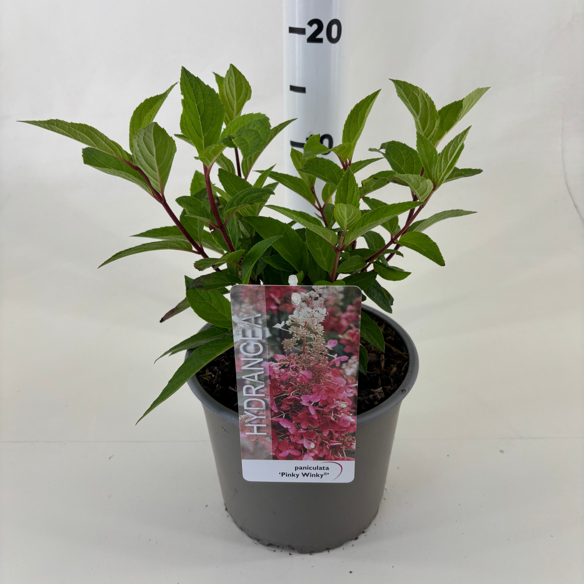 Hydrangea paniculata 'Pinky Winky' ® ('D.V.P. Pinky'), D 19 cm