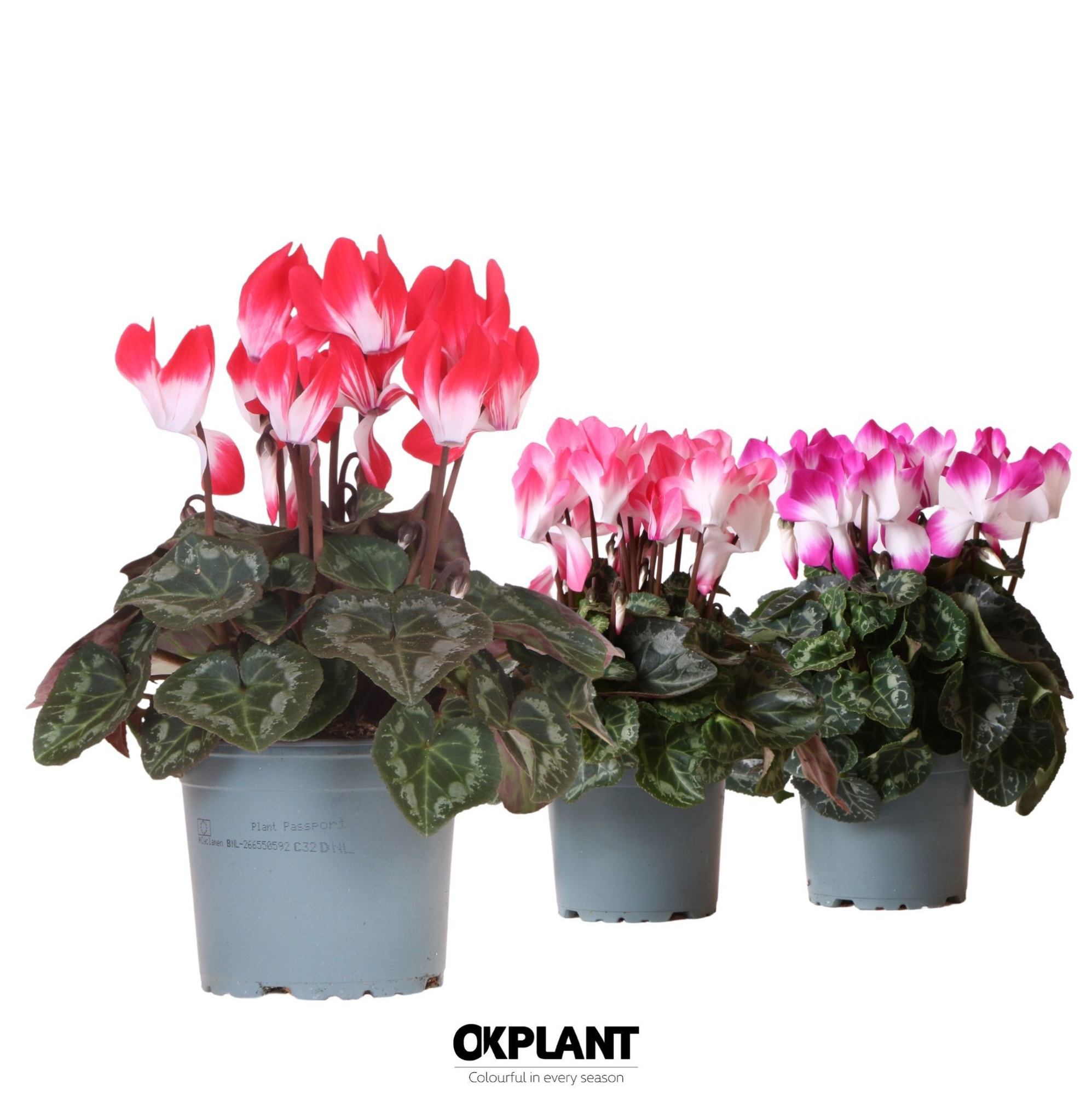 Cyclamen Indiaka mix, D 12 cm