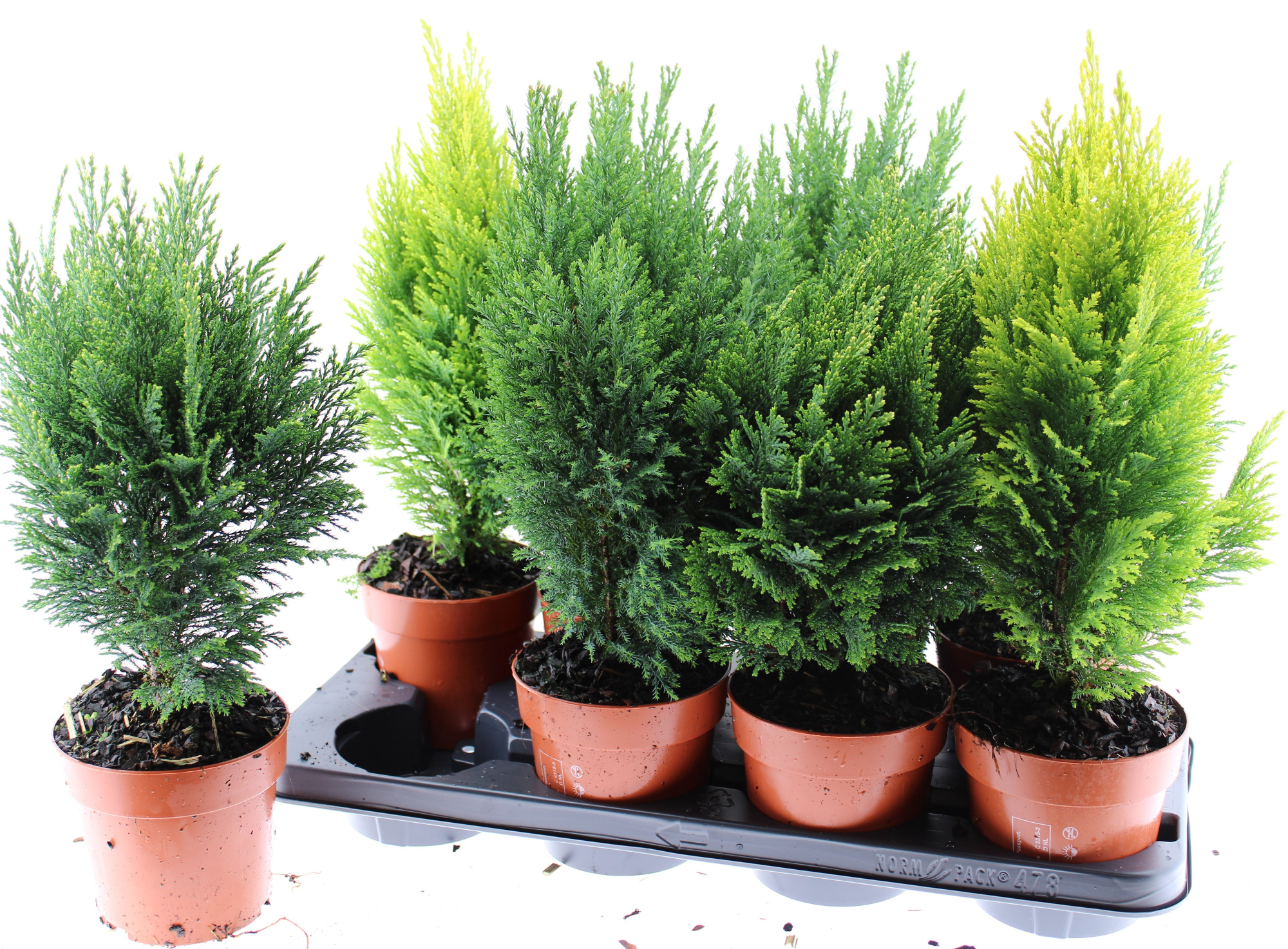 conifeer gemengd, D 13 cm