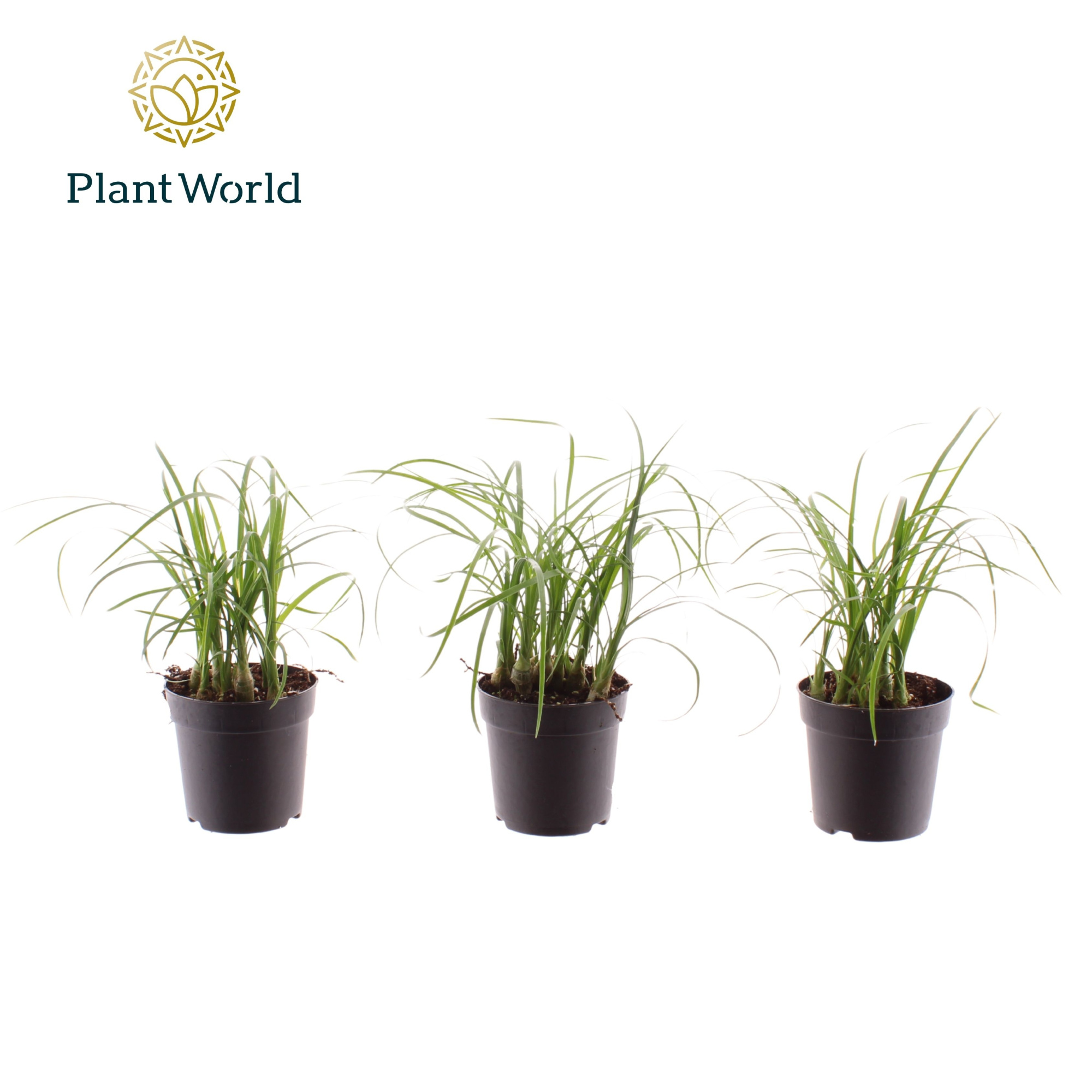 Nolina Bushy 7 cm, D 7