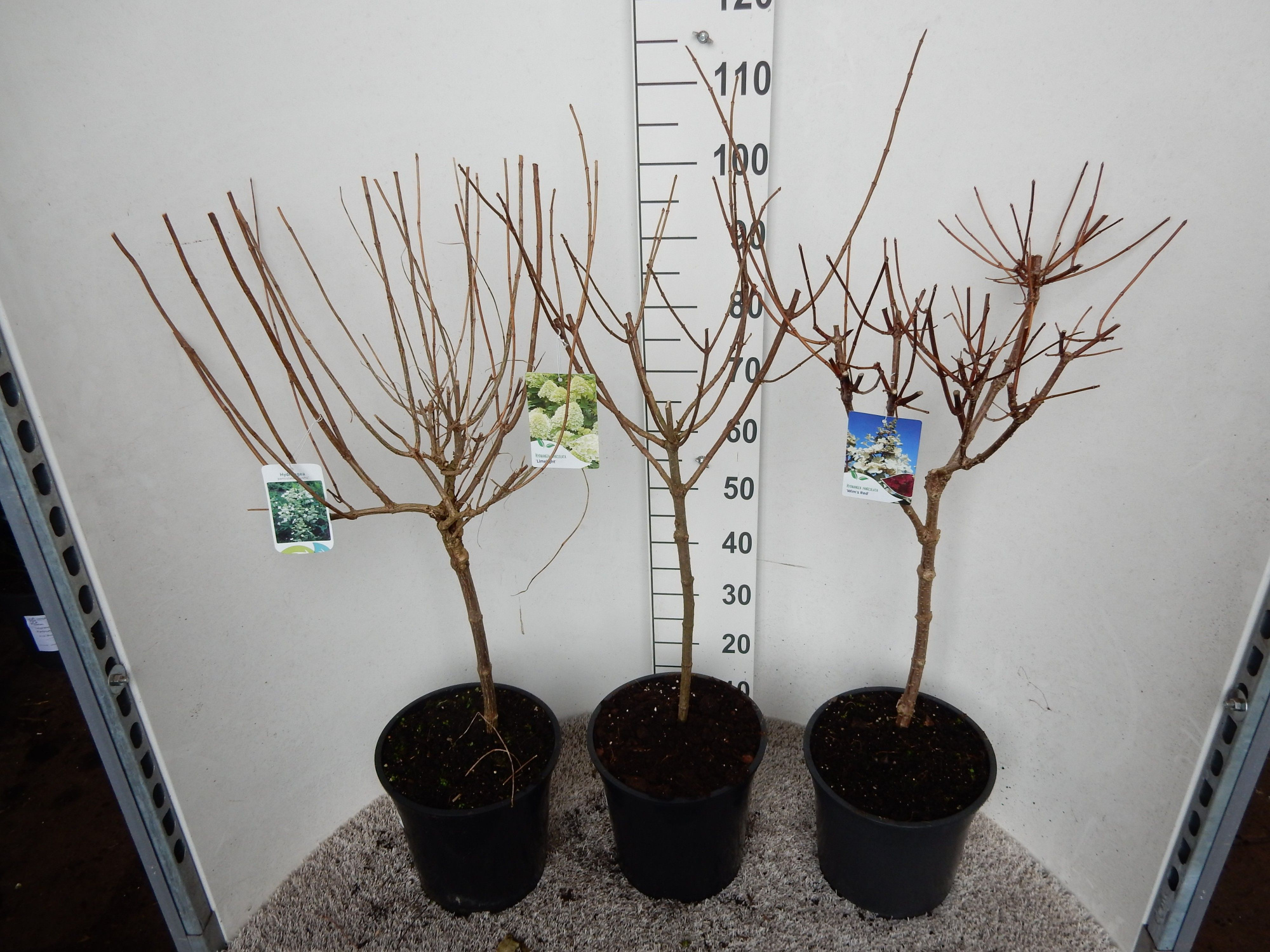 Hydrangea paniculata in cultivars 40 stam 30 cm kroon P28, D 28 cm