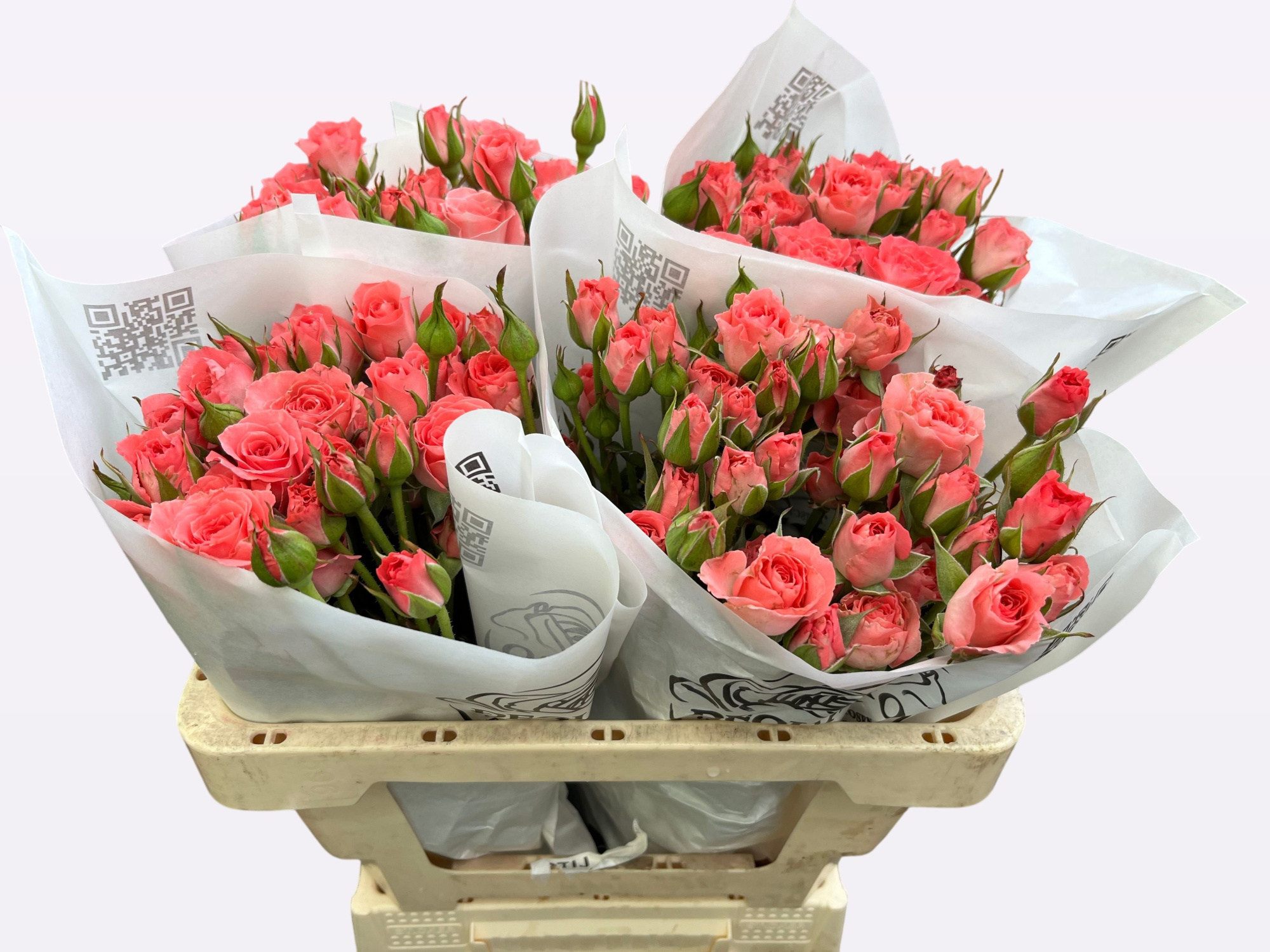 Роза куст. Ева 50 (ярко-роз.), шт.