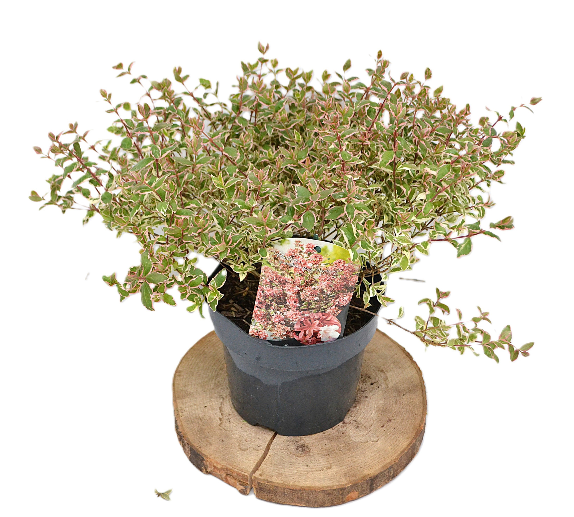 Abelia grandiflora Magic Daydream C3, D 19