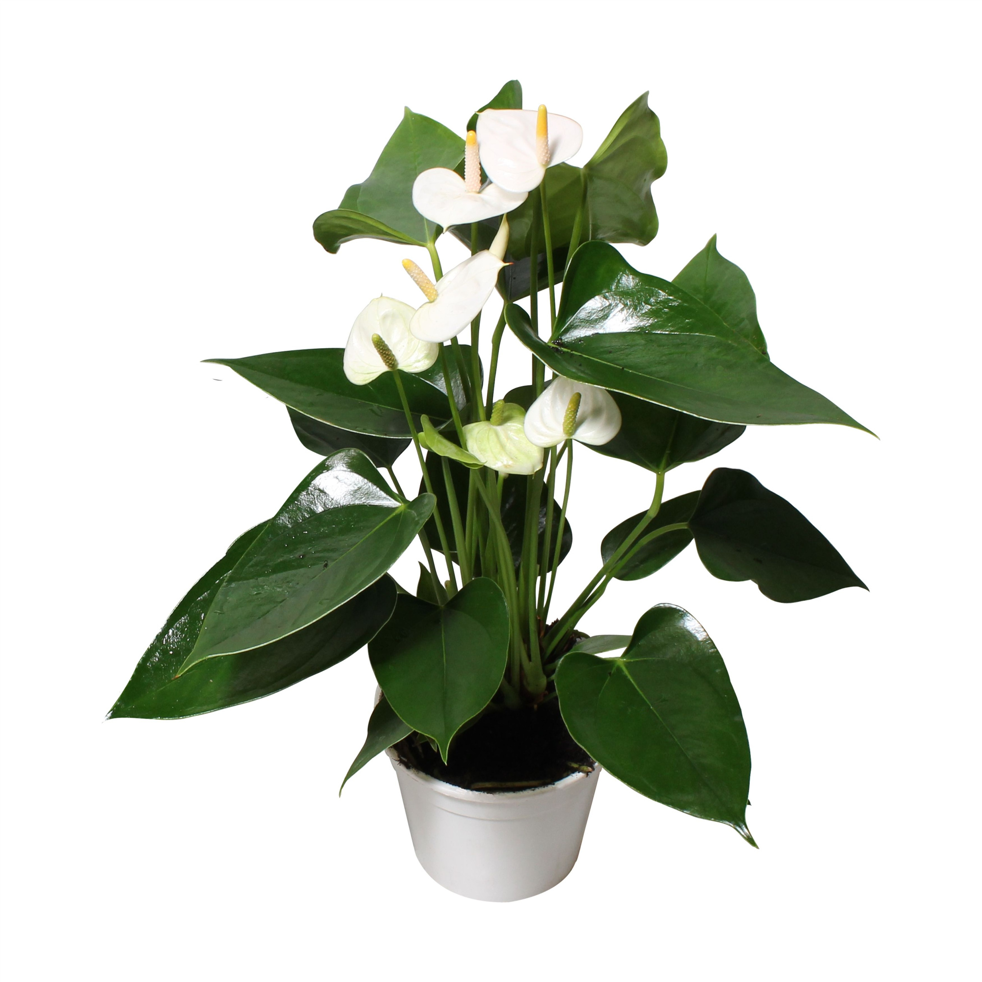 Anthurium XL.13 Arisa White 17cm, D 17 cm