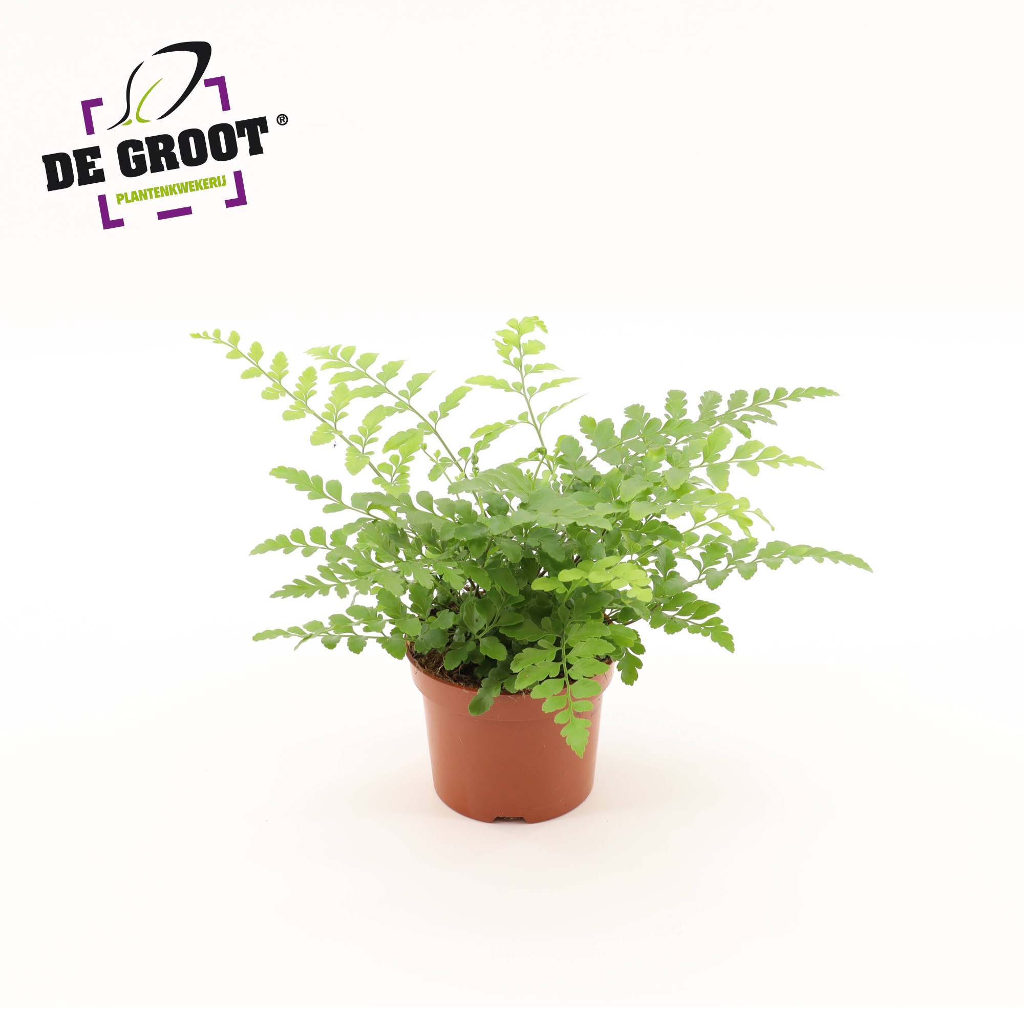 Asplenium parvati, D 12 cm