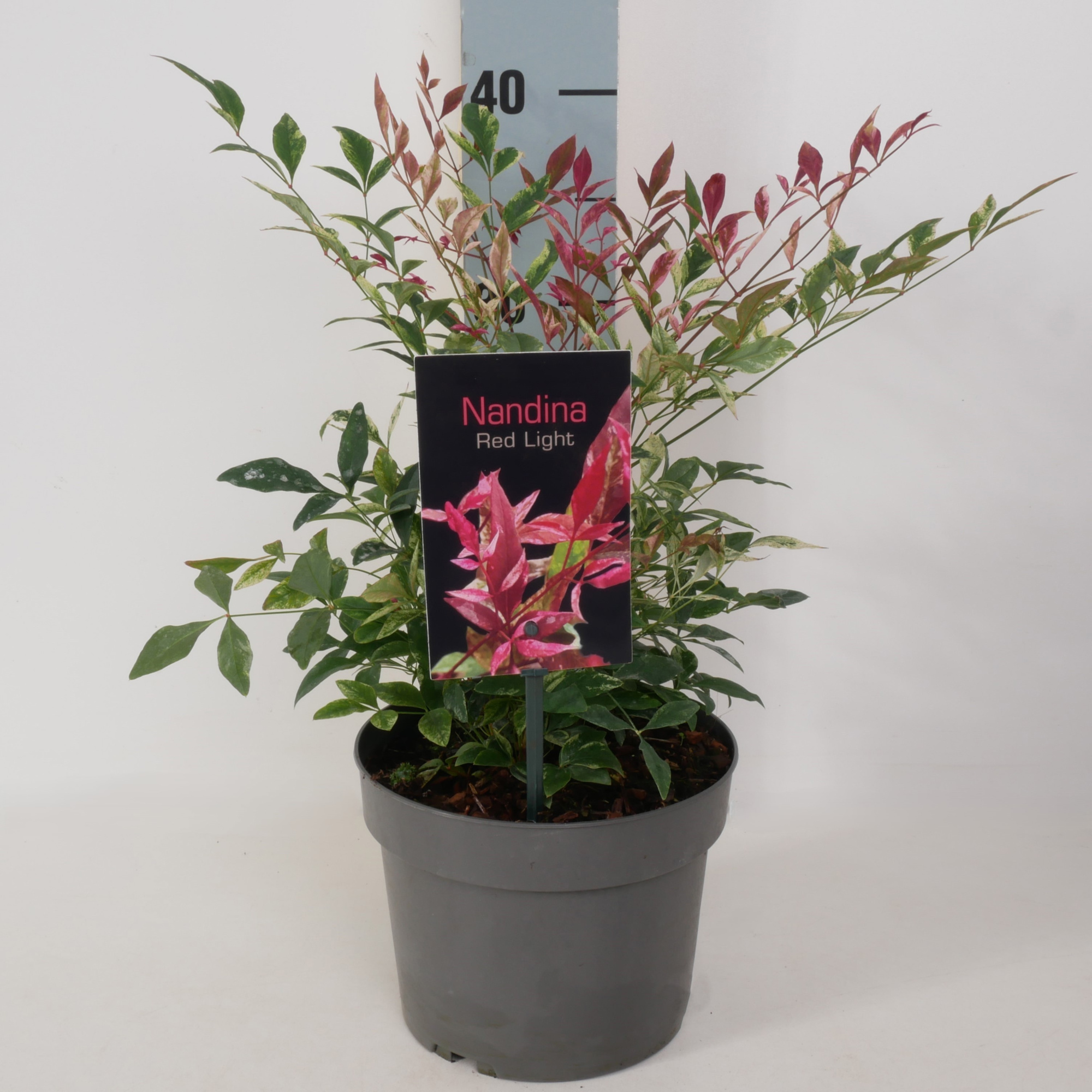 Nandina dom. 'Red Light' P17, D 17