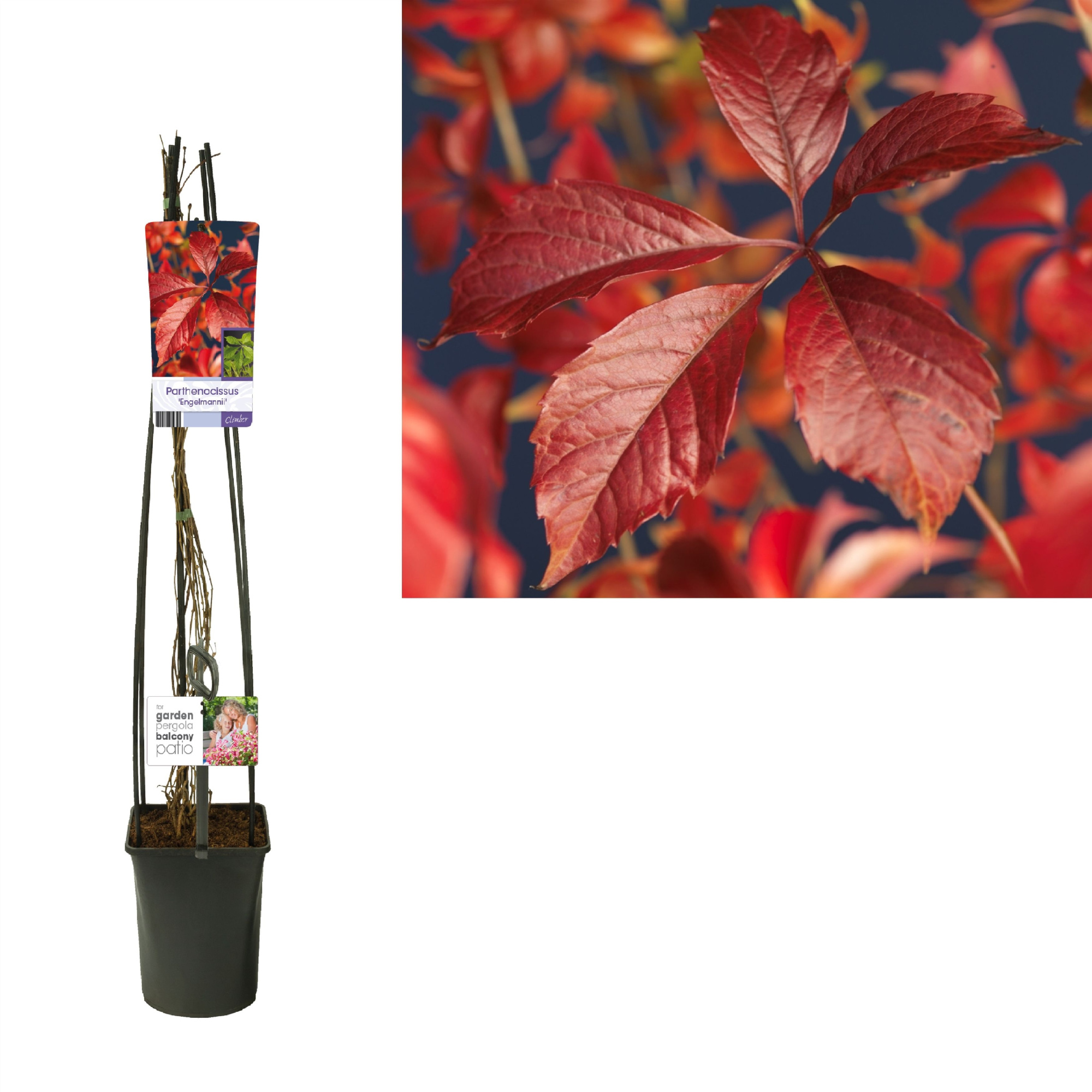 Parthenocissus 'Engelmannii' +light label, D 23 cm