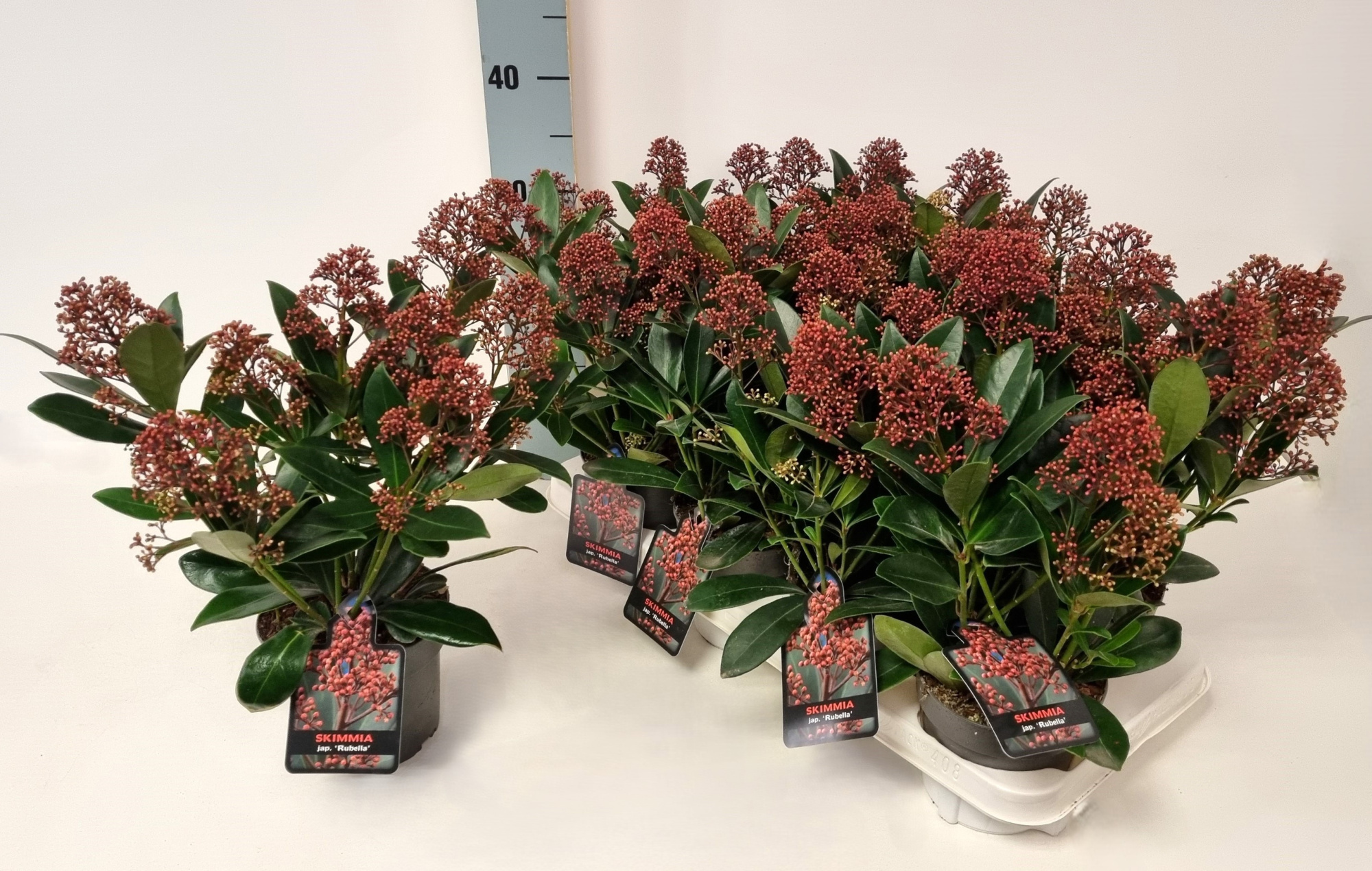 Skimmia jap. 'Rubella' P13, D 13 cm