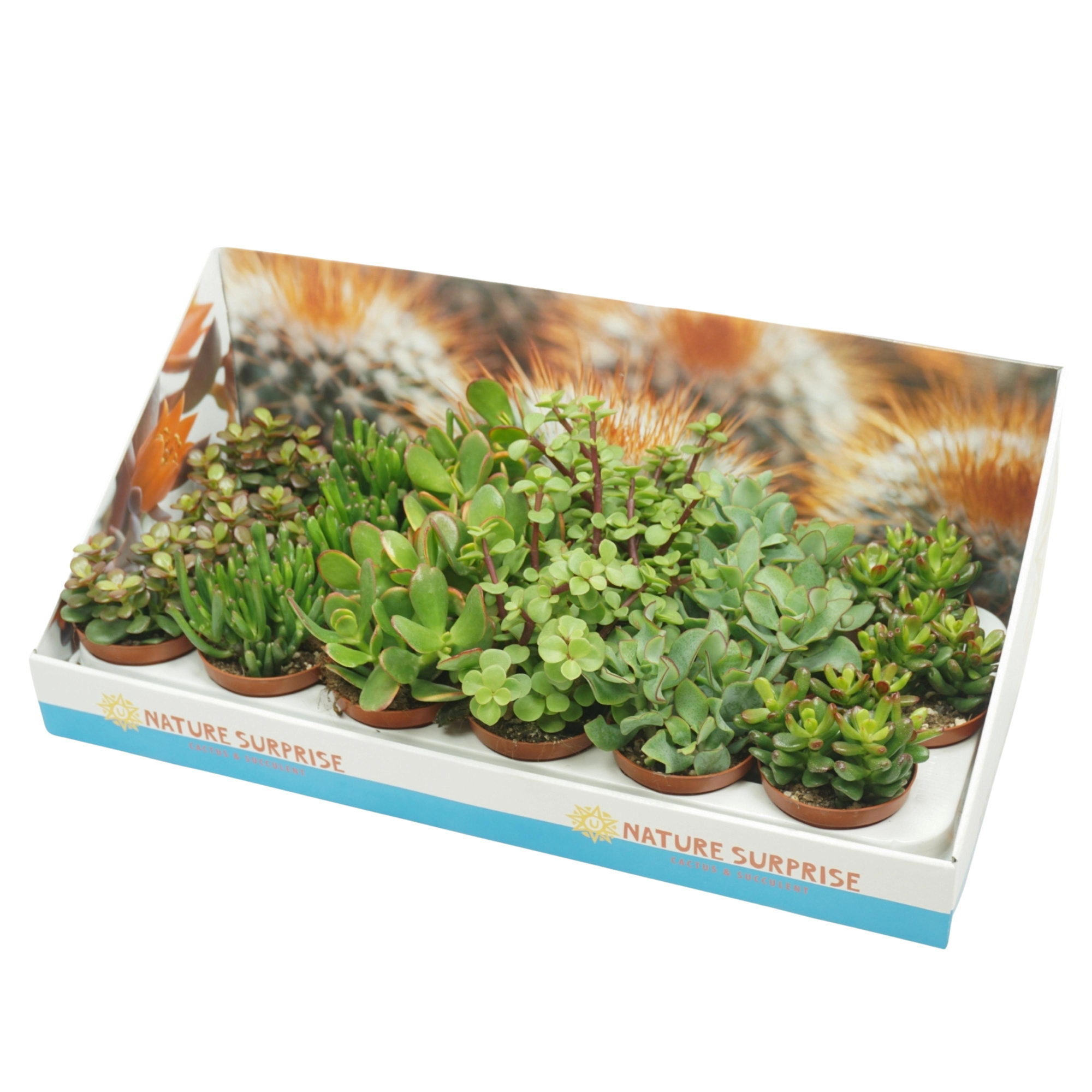Crassula mix 8,5 cm in presentatiedoos, D 8,5
