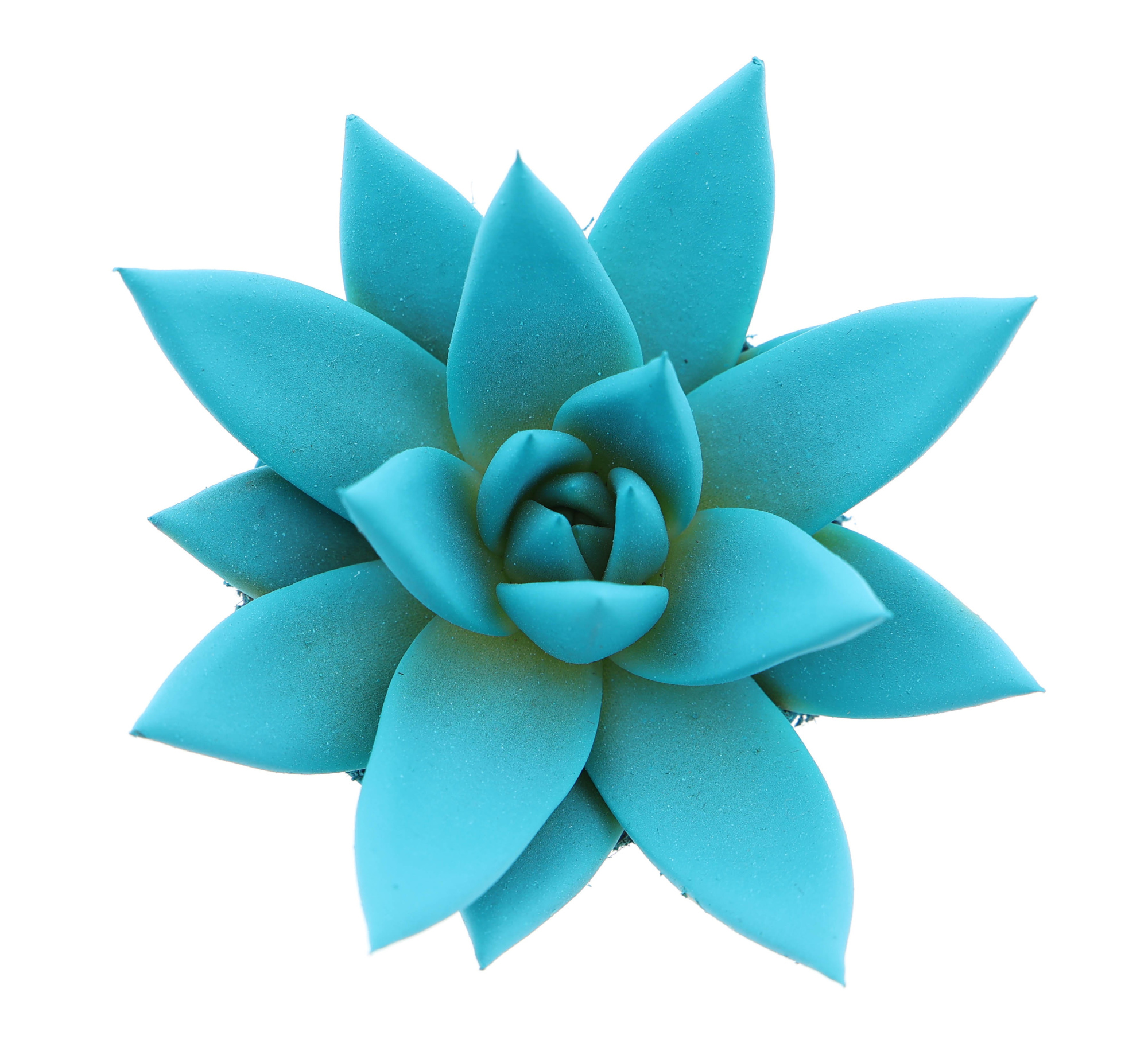 Rainbow mint, D 6 cm