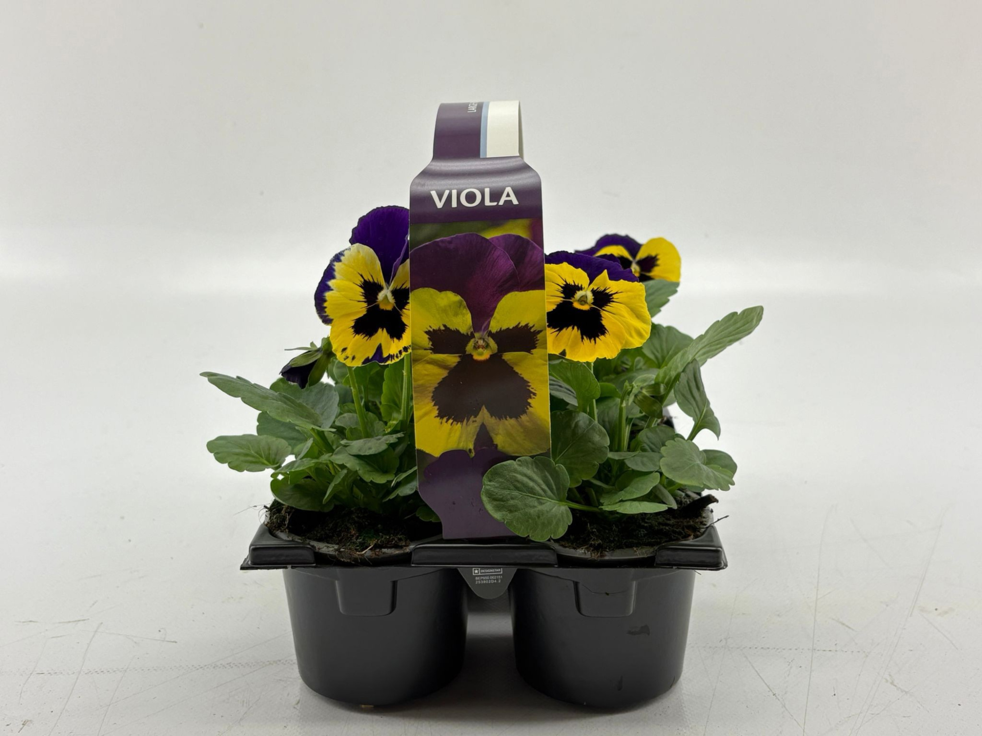 Sixpack Viola F1 Yellow With Purple Wing, D 9 cm