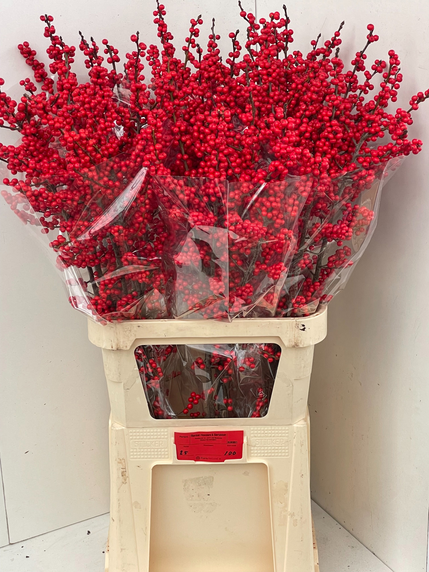 Илекс Красные ягоды 100, шт.