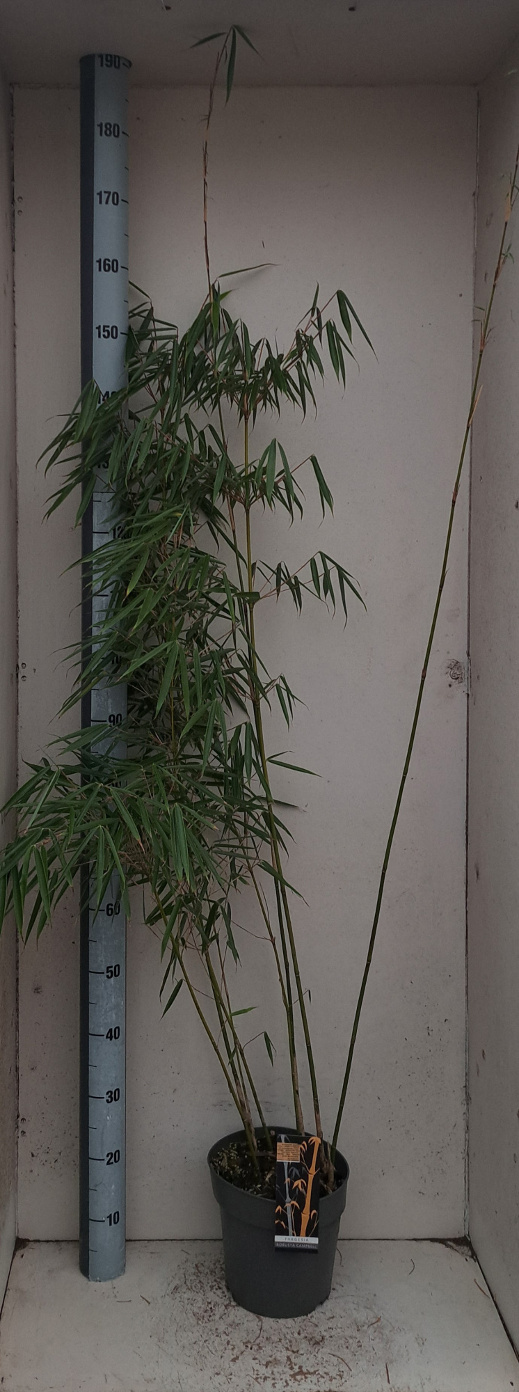 Fargesia robusta Campbell, D 23